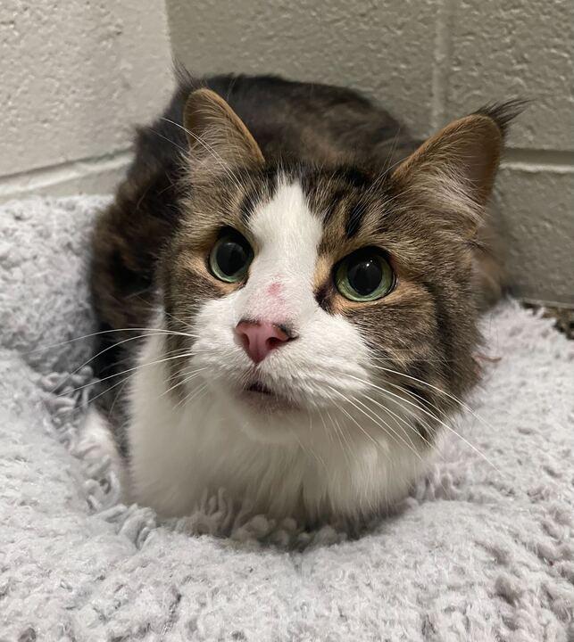 Noble, adopted, Senior Female Domestic Medium Hair.