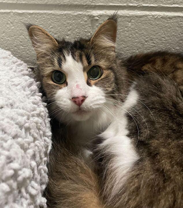 Noble, an adopted Domestic Medium Hair in Jackson, MI image 3/3