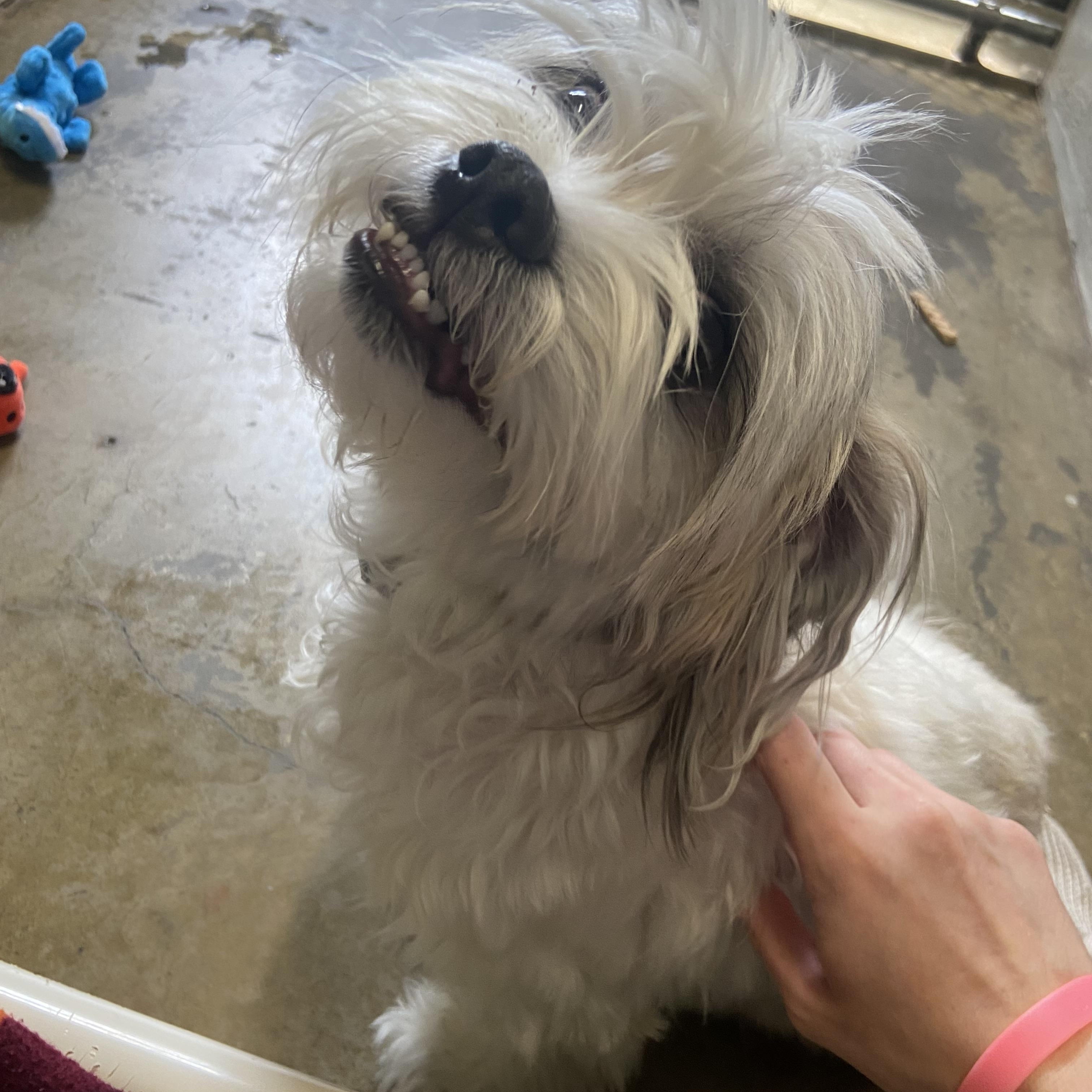 Bailey, adopted, Adult Male Maltese & Shih Tzu.