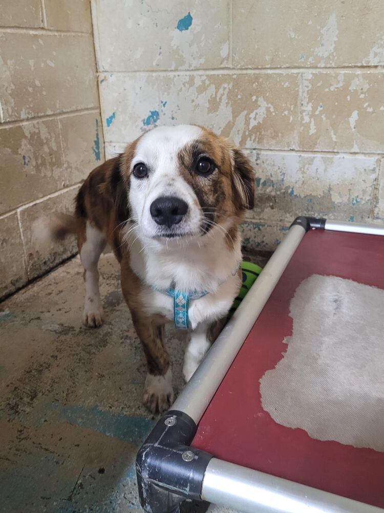 Enlarge Stubs, a Adoptable mixed breed in Linton, IN image 1/1