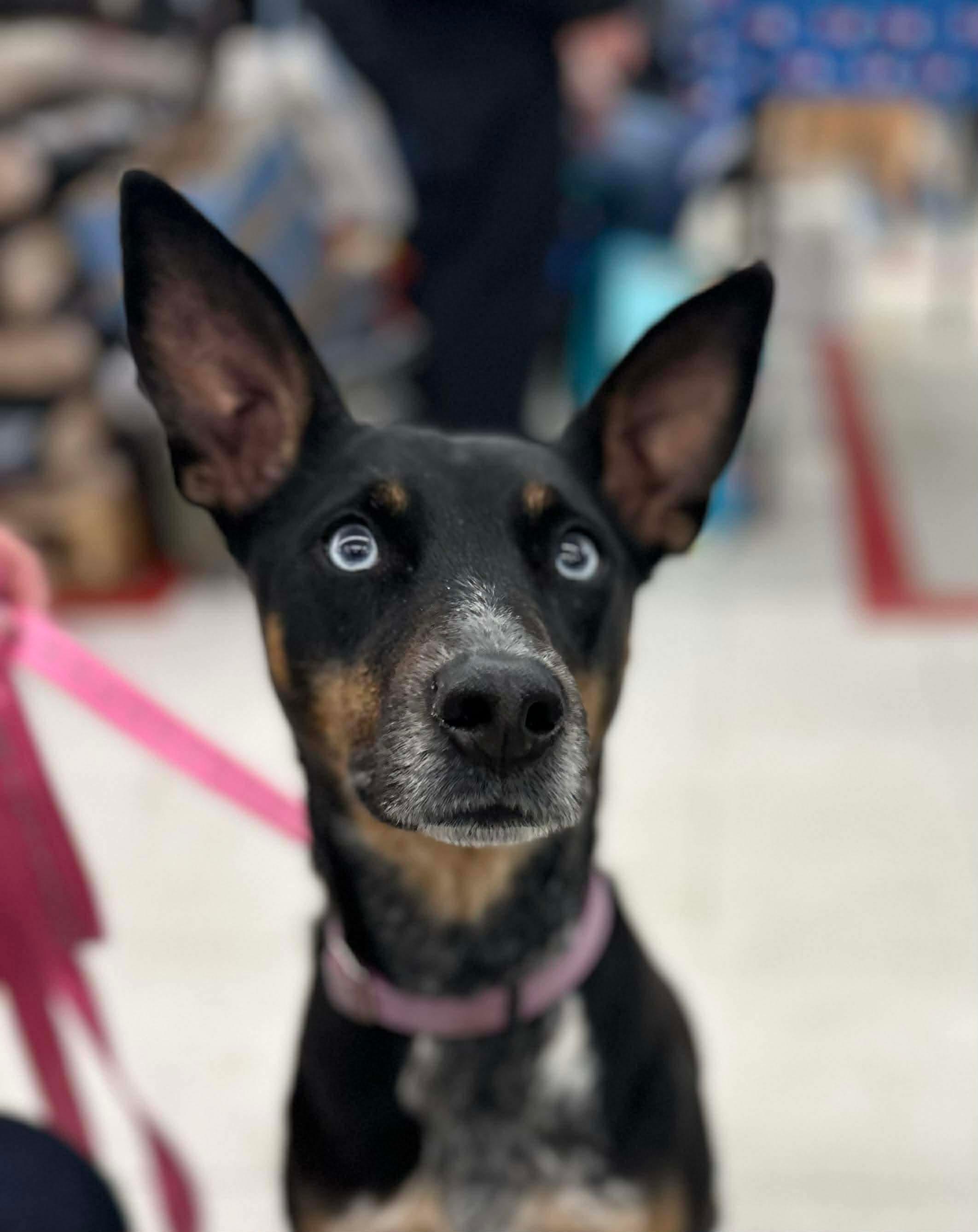 Bluebell, a ADOPTABLE Mixed Breed in Highland, NY image 1/6