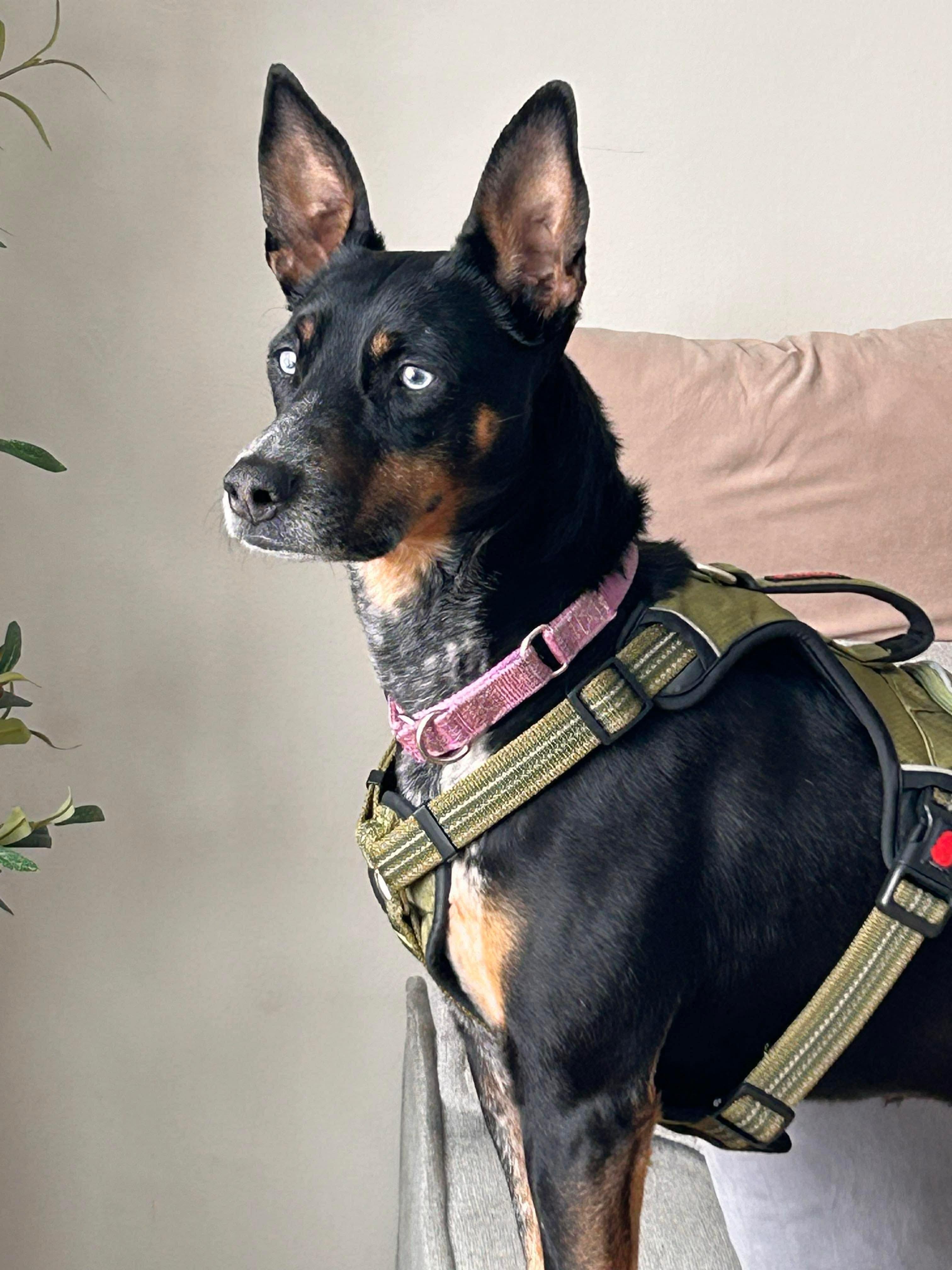 Bluebell, a ADOPTABLE Mixed Breed in Highland, NY image 6/6