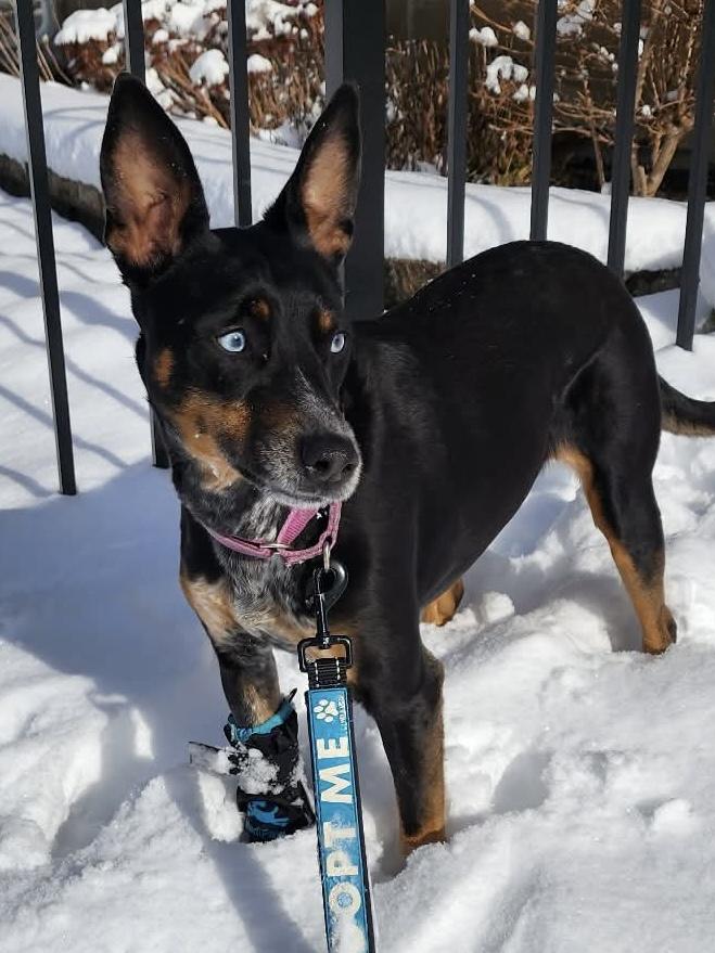 Bluebell, a ADOPTABLE Mixed Breed in Highland, NY image 2/6