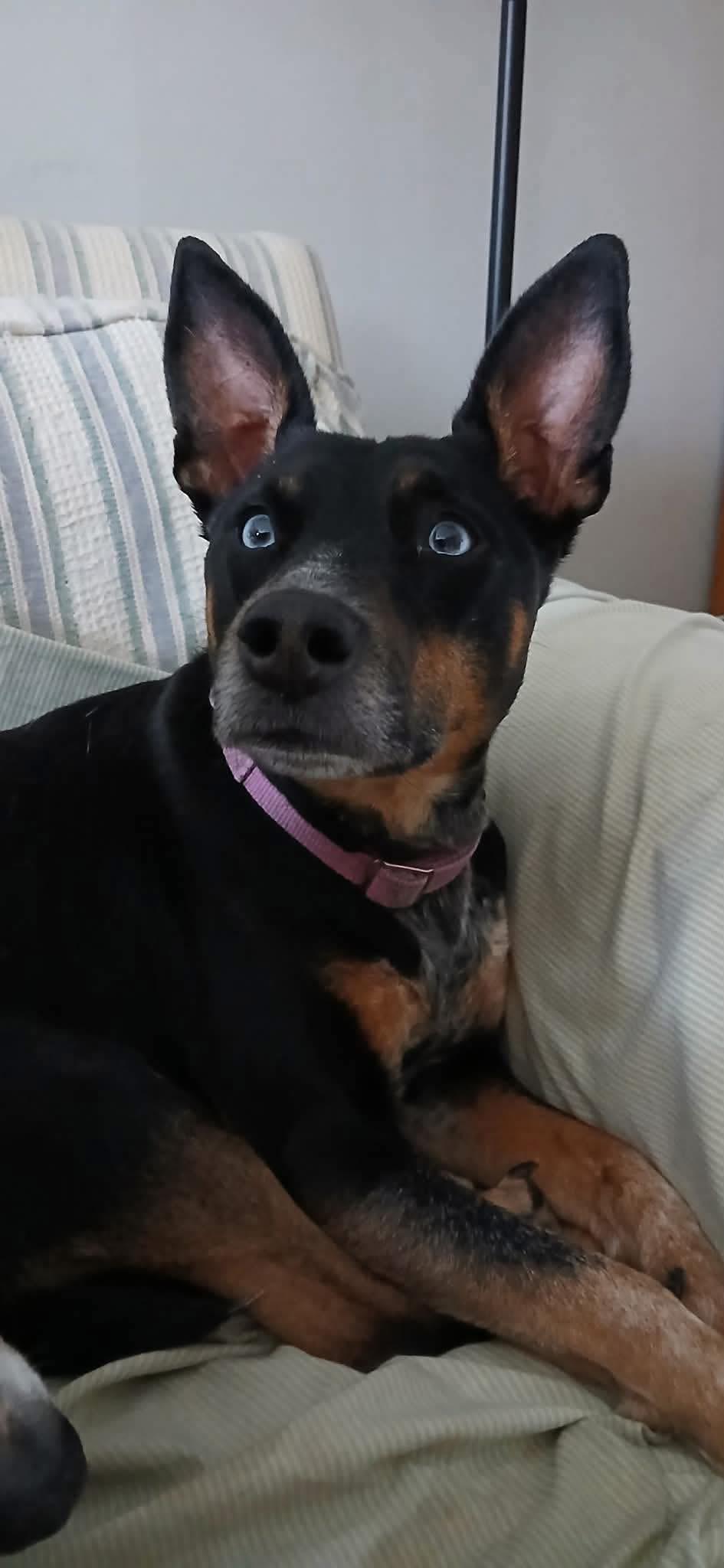 Bluebell, a ADOPTABLE Mixed Breed in Highland, NY image 4/6