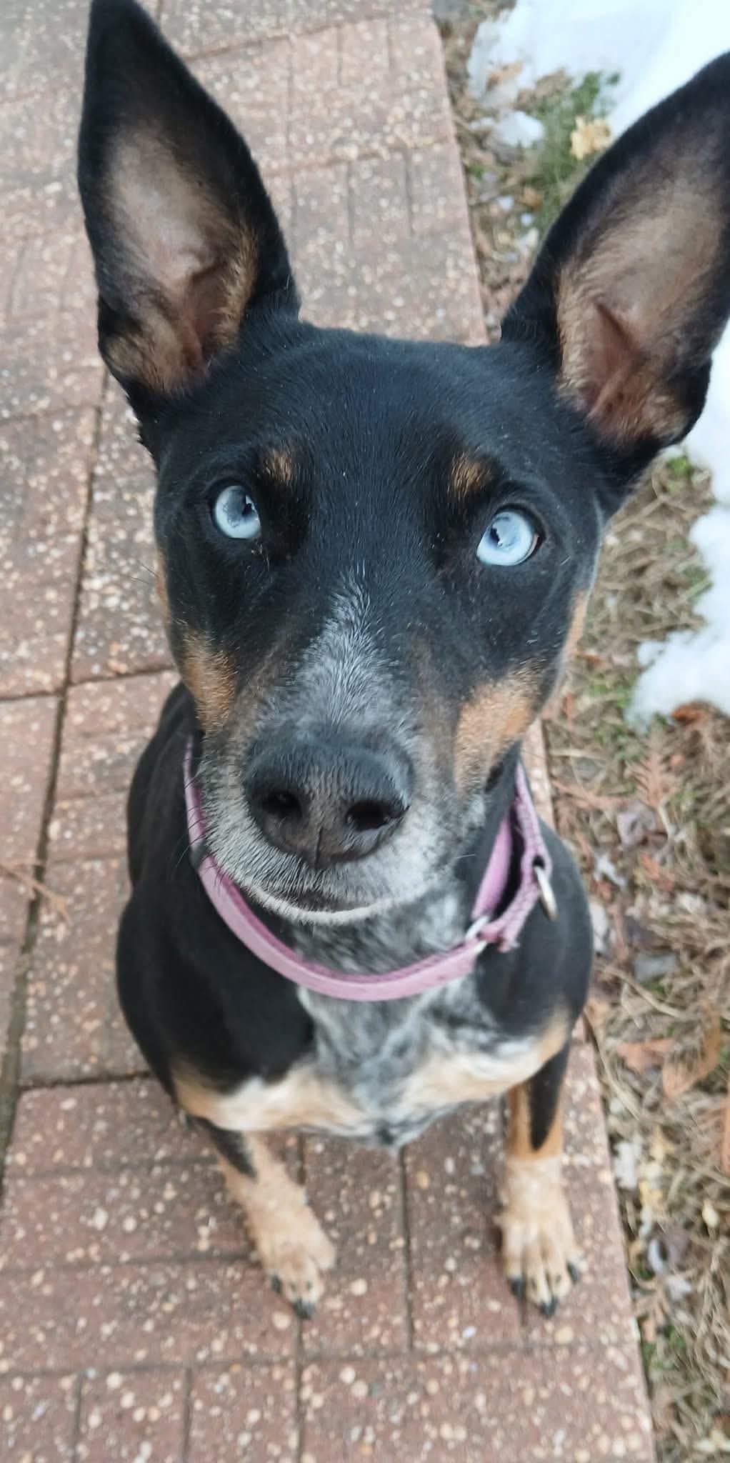 Bluebell, a ADOPTABLE Mixed Breed in Highland, NY image 3/6