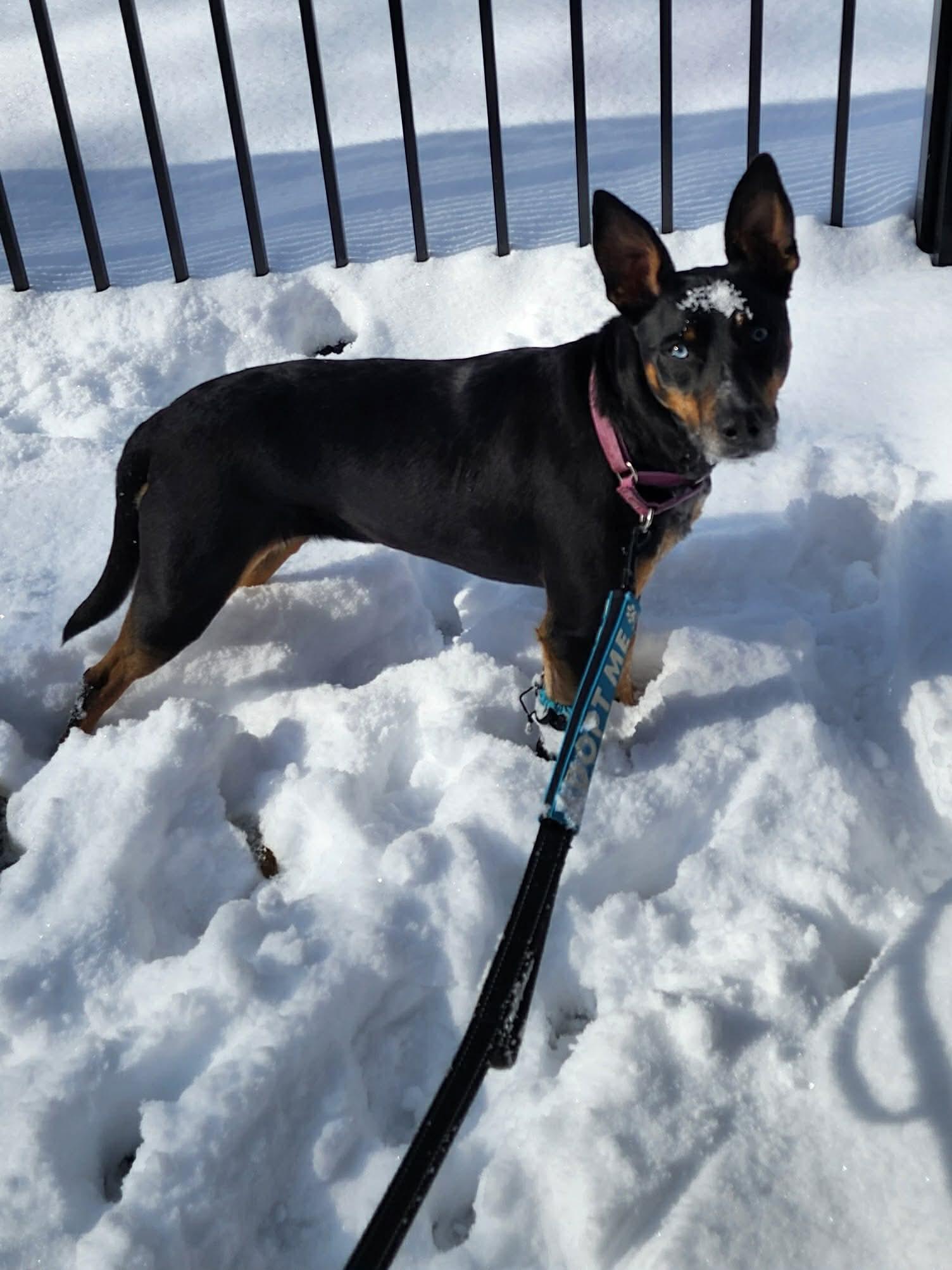 Bluebell, a ADOPTABLE Mixed Breed in Highland, NY image 5/6