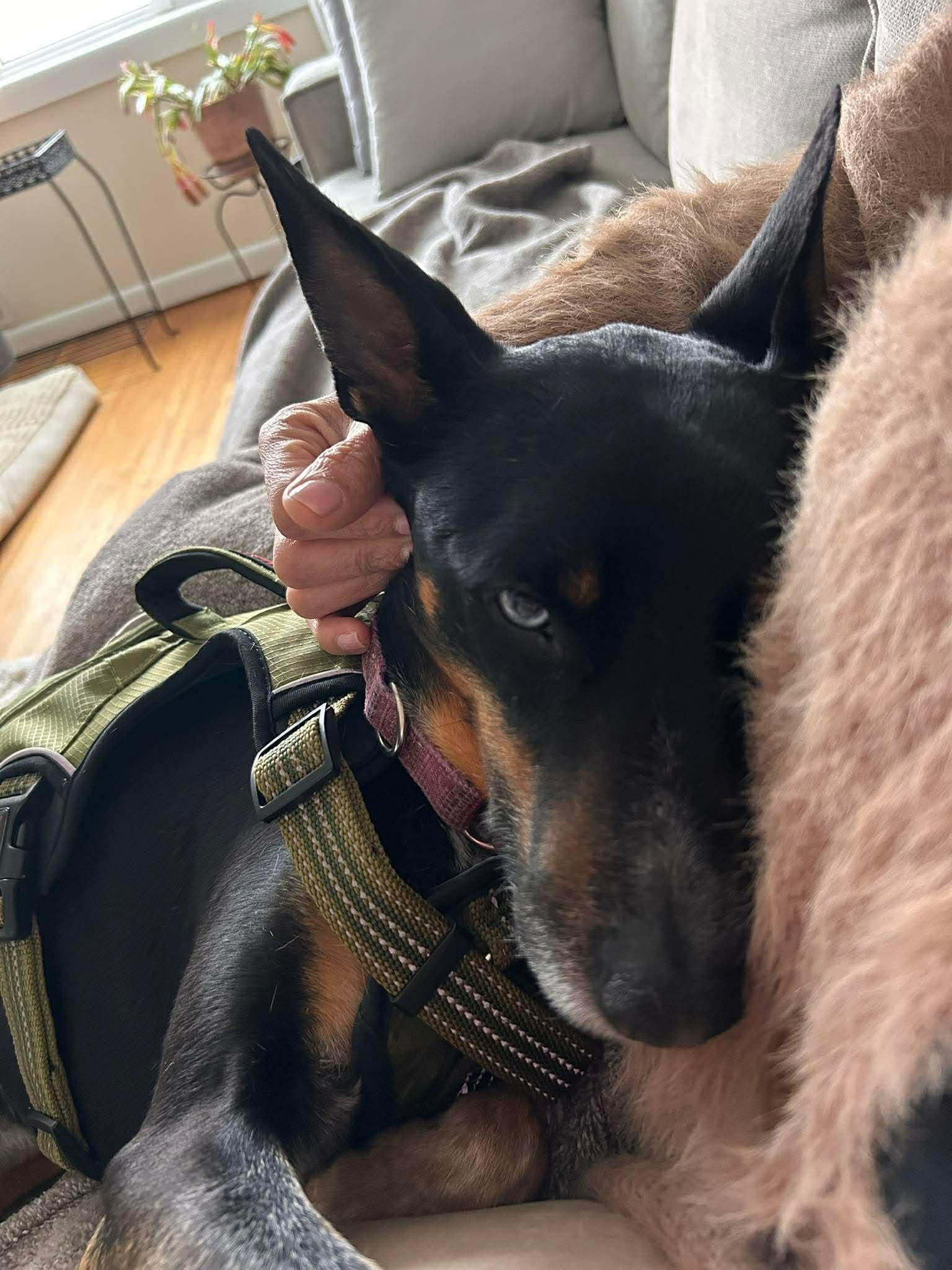 Enlarge Bluebell, a ADOPTABLE Mixed Breed in Highland, NY image 6/6