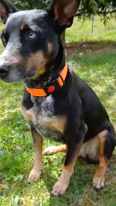 Enlarge Bluebell, a ADOPTABLE Mixed Breed in Highland, NY video 2/6