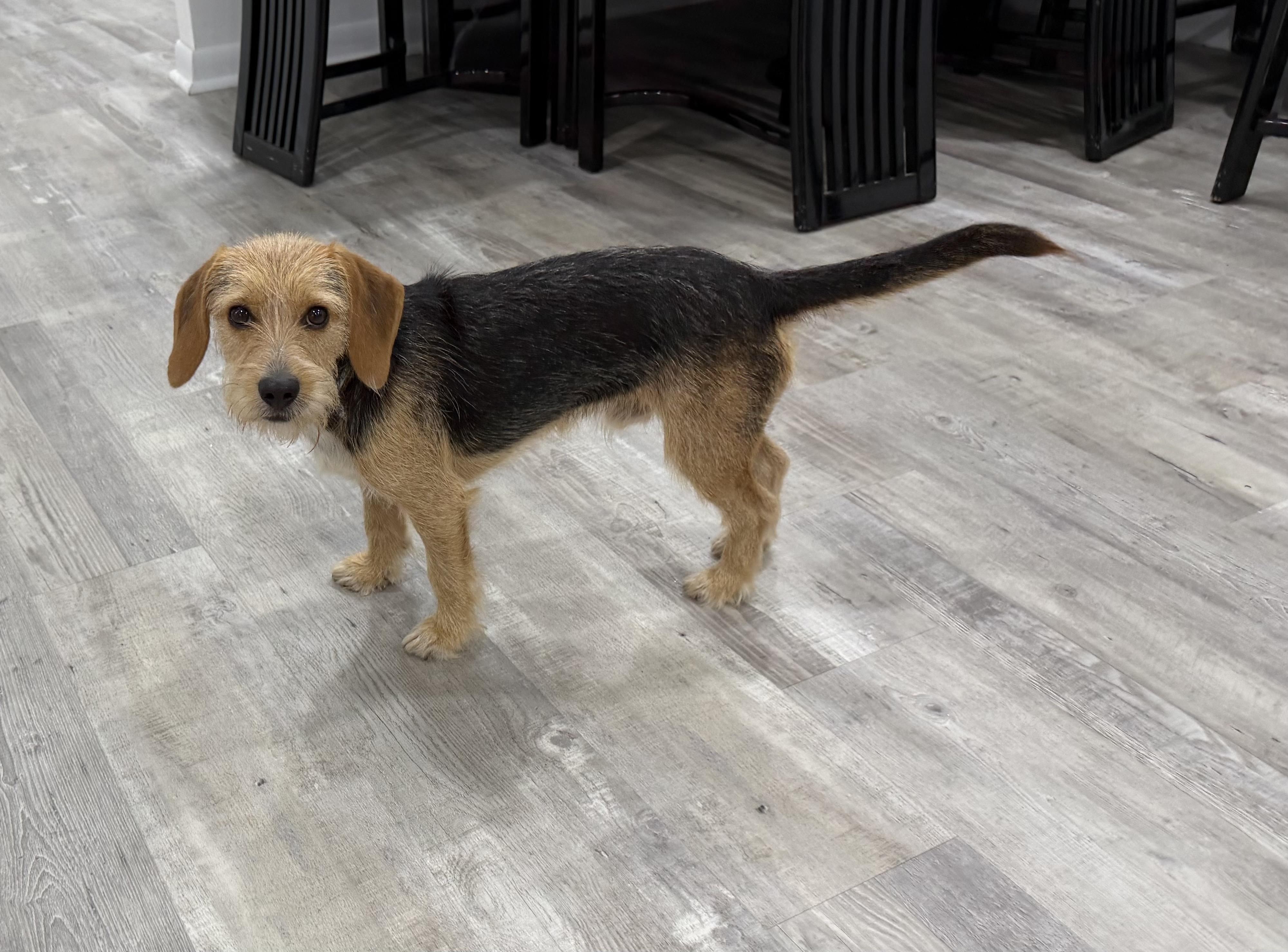Buddy-Adoption Pending, a ADOPTABLE mixed breed in Randolph, NJ image 4/6