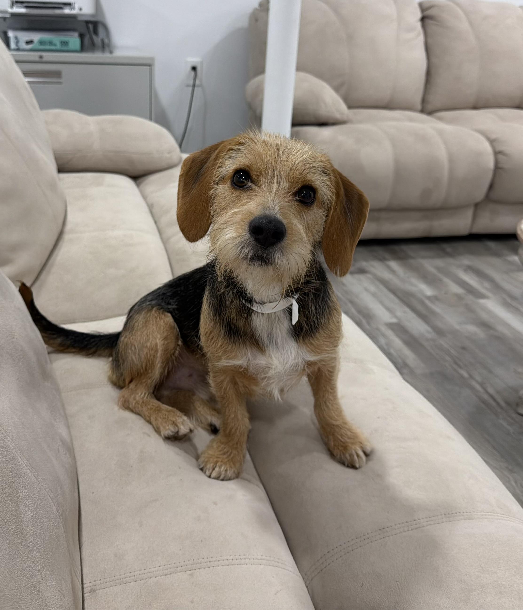 Buddy-Adoption Pending, a ADOPTABLE mixed breed in Randolph, NJ image 2/6
