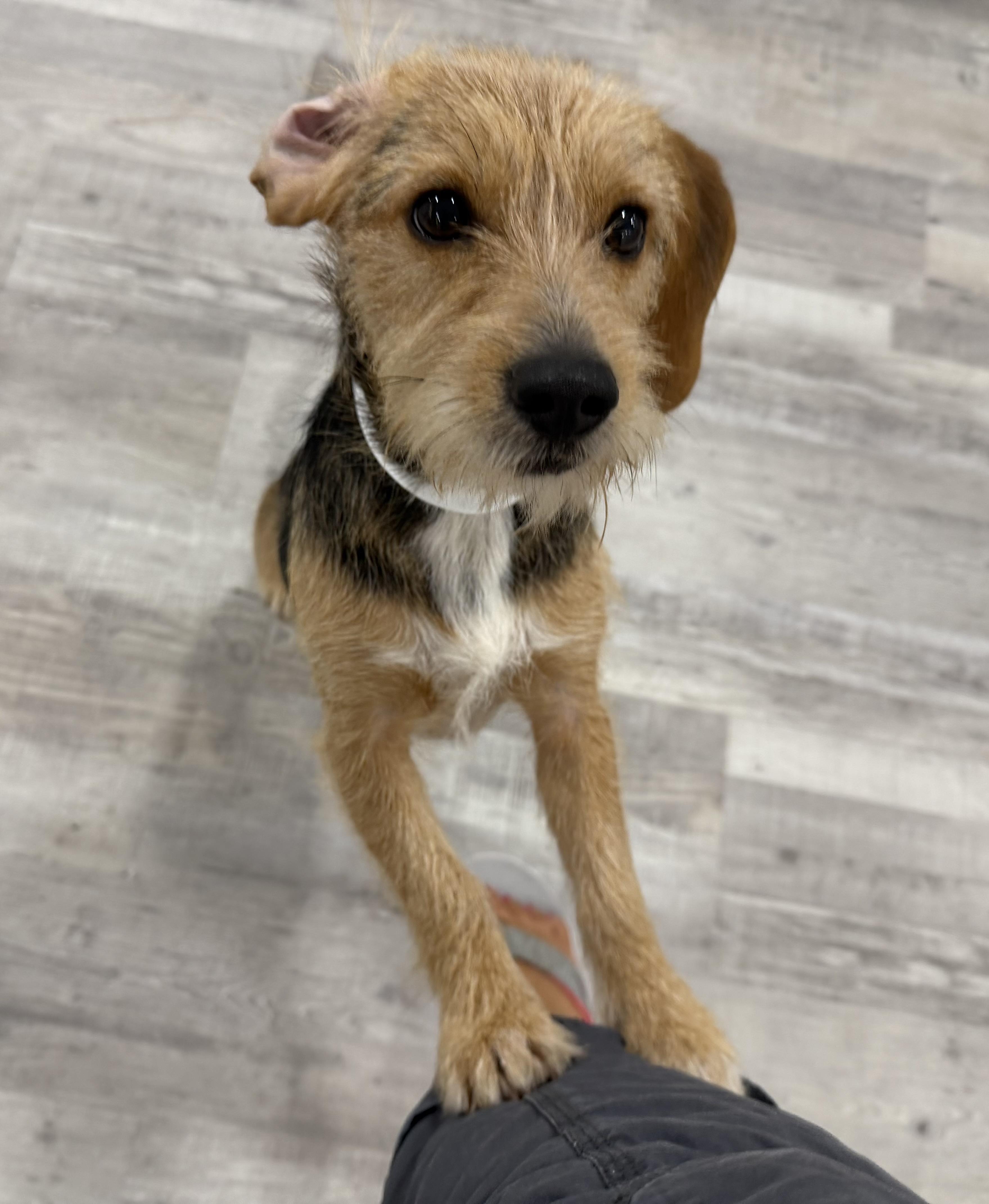 Buddy-Adoption Pending, a ADOPTABLE mixed breed in Randolph, NJ image 6/6
