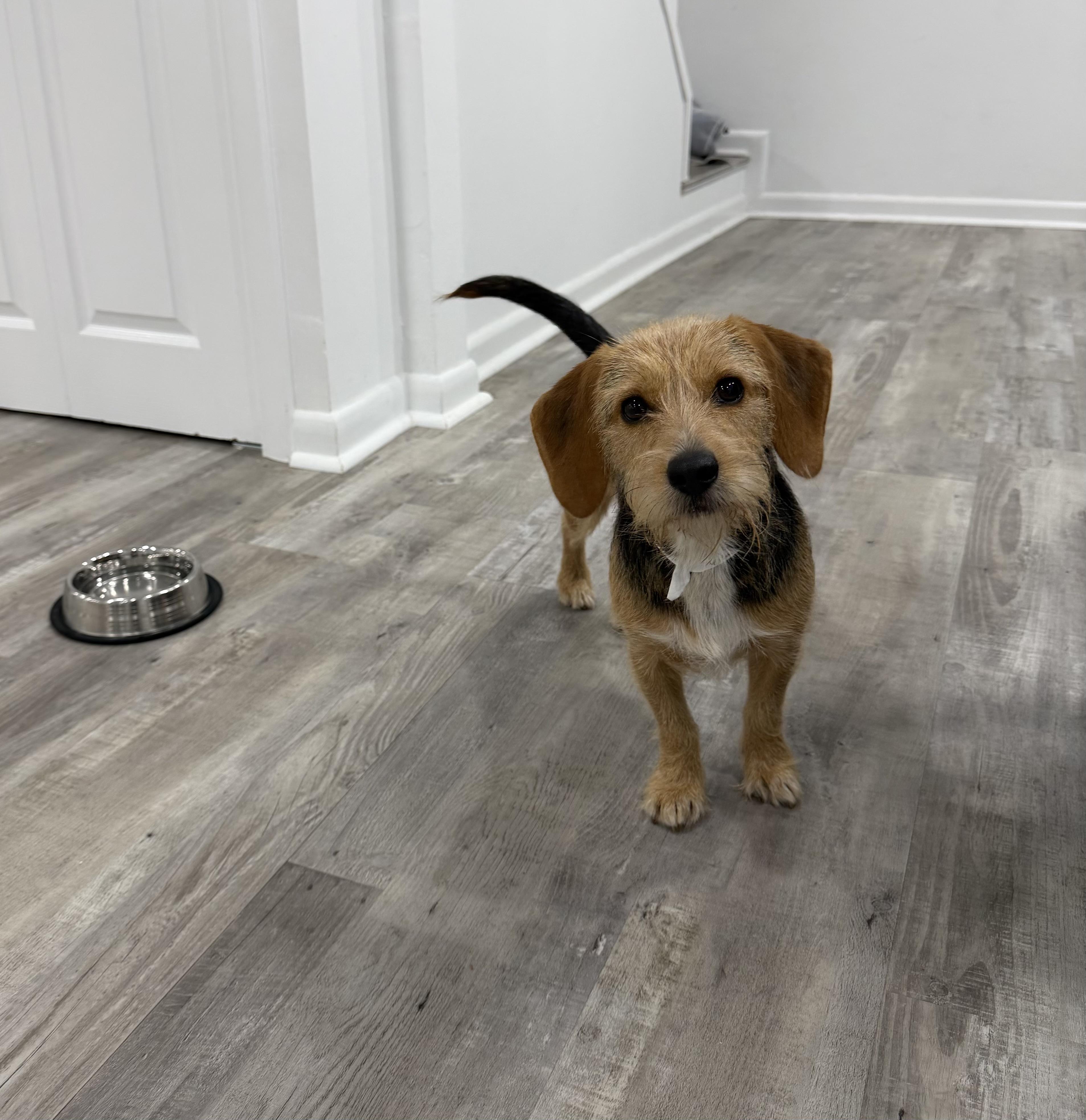 Buddy-Adoption Pending, a ADOPTABLE mixed breed in Randolph, NJ image 3/6