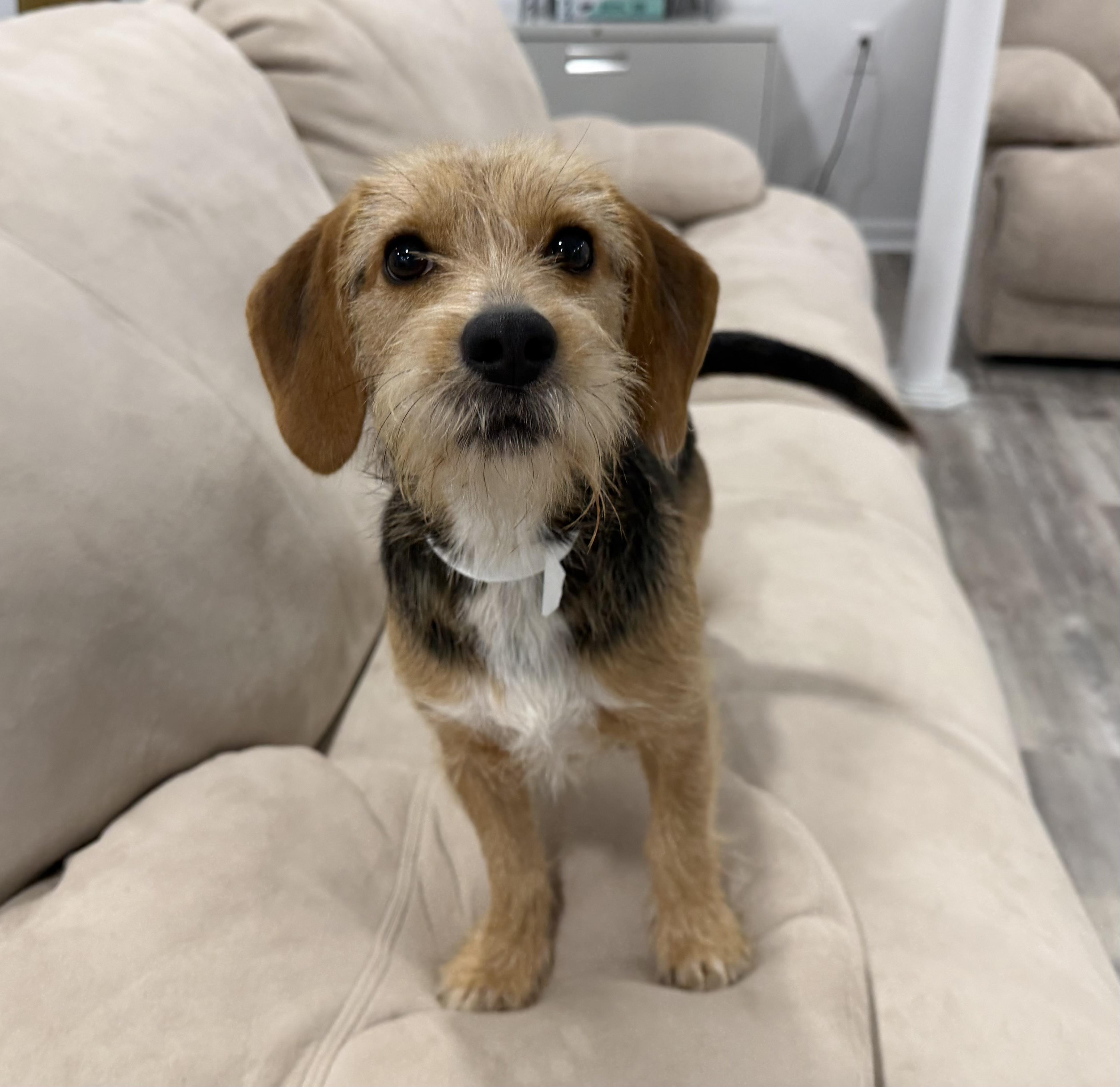 Buddy-Adoption Pending, a ADOPTABLE mixed breed in Randolph, NJ image 5/6