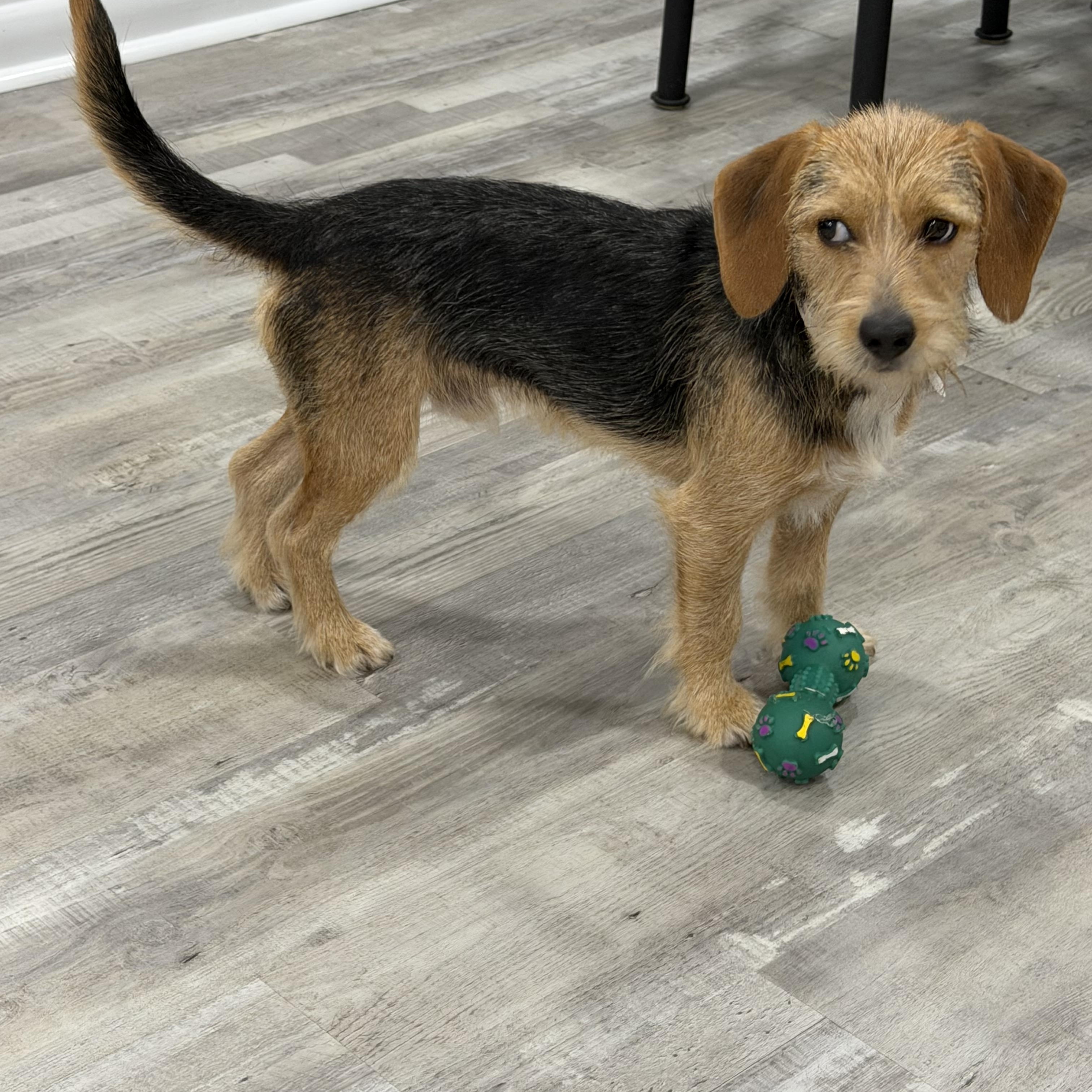 Buddy-Adoption Pending, a ADOPTABLE mixed breed in Randolph, NJ image 1/6