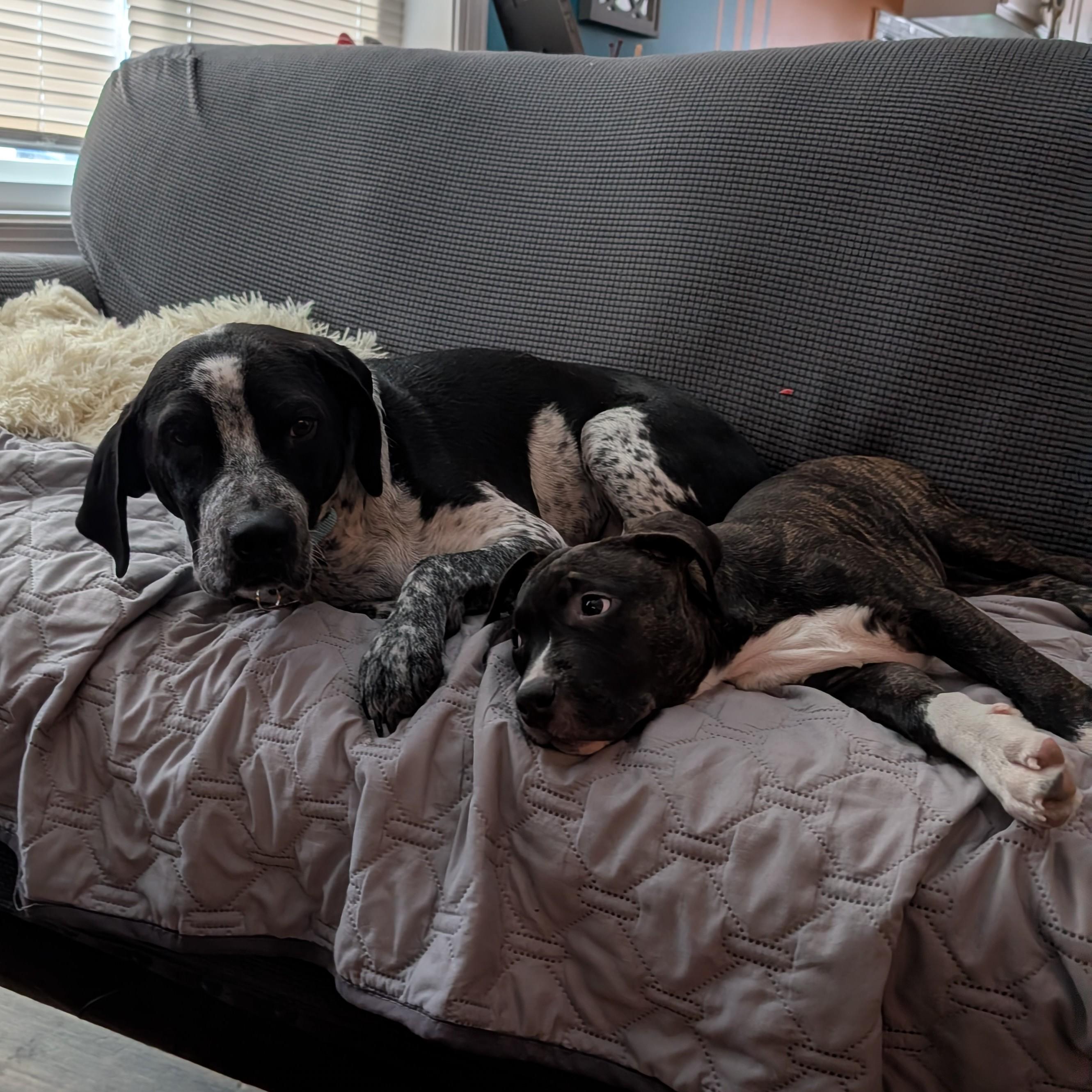 Enlarge Fuzz, a Adoptable mixed breed in Albany, NY image 6/6