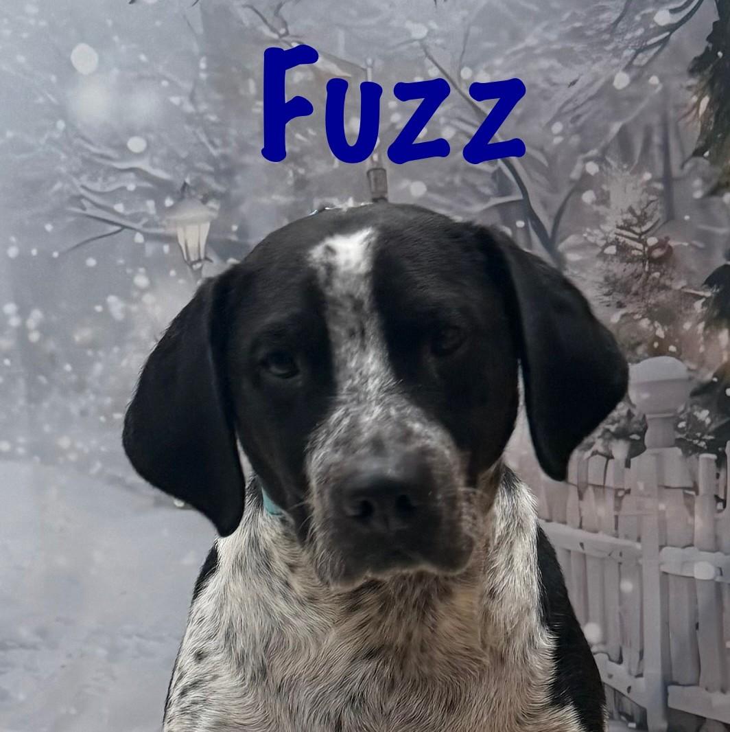 Enlarge Fuzz, a Adoptable mixed breed in Albany, NY image 2/6