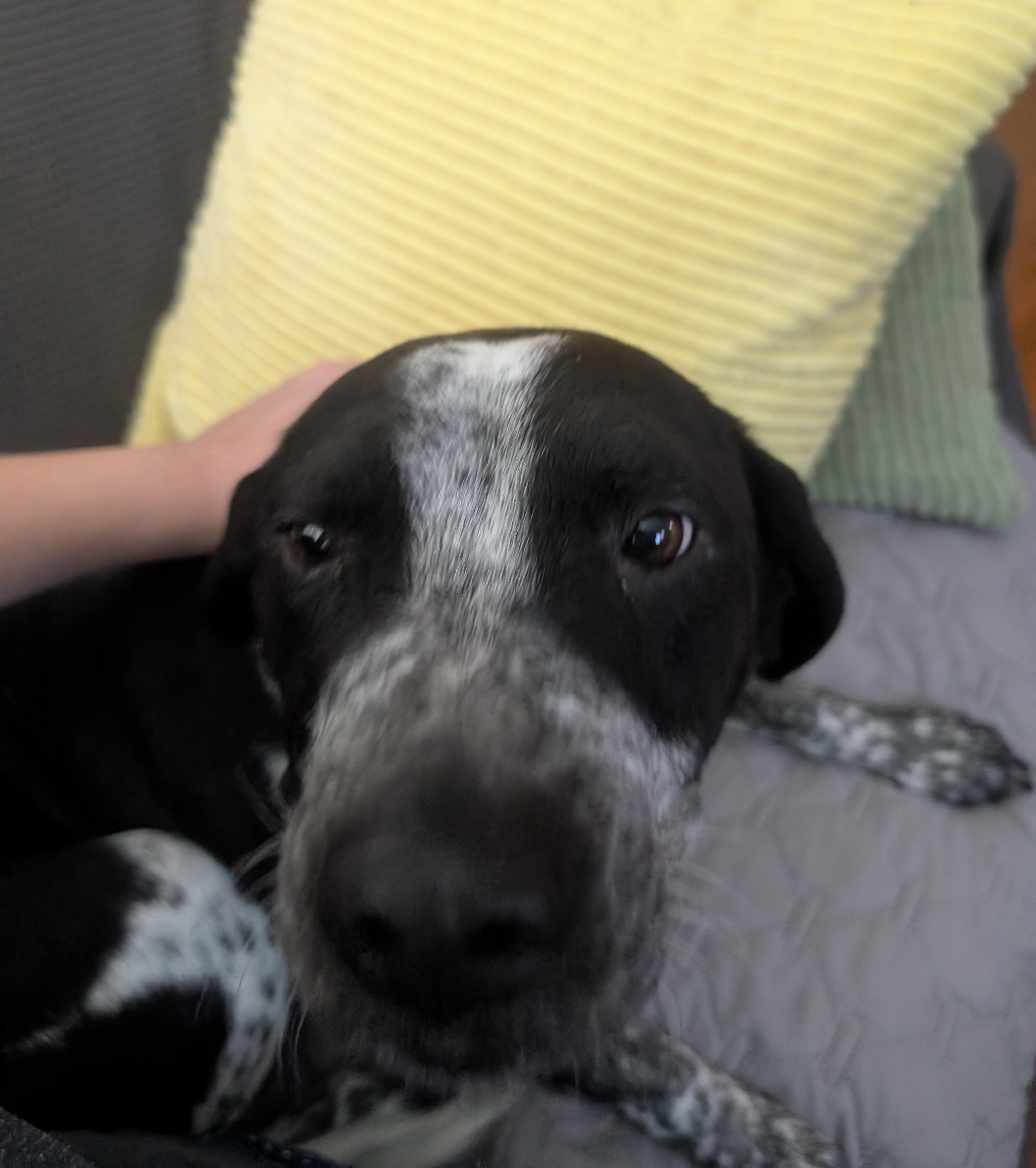 Enlarge Fuzz, a Adoptable mixed breed in Albany, NY image 3/6