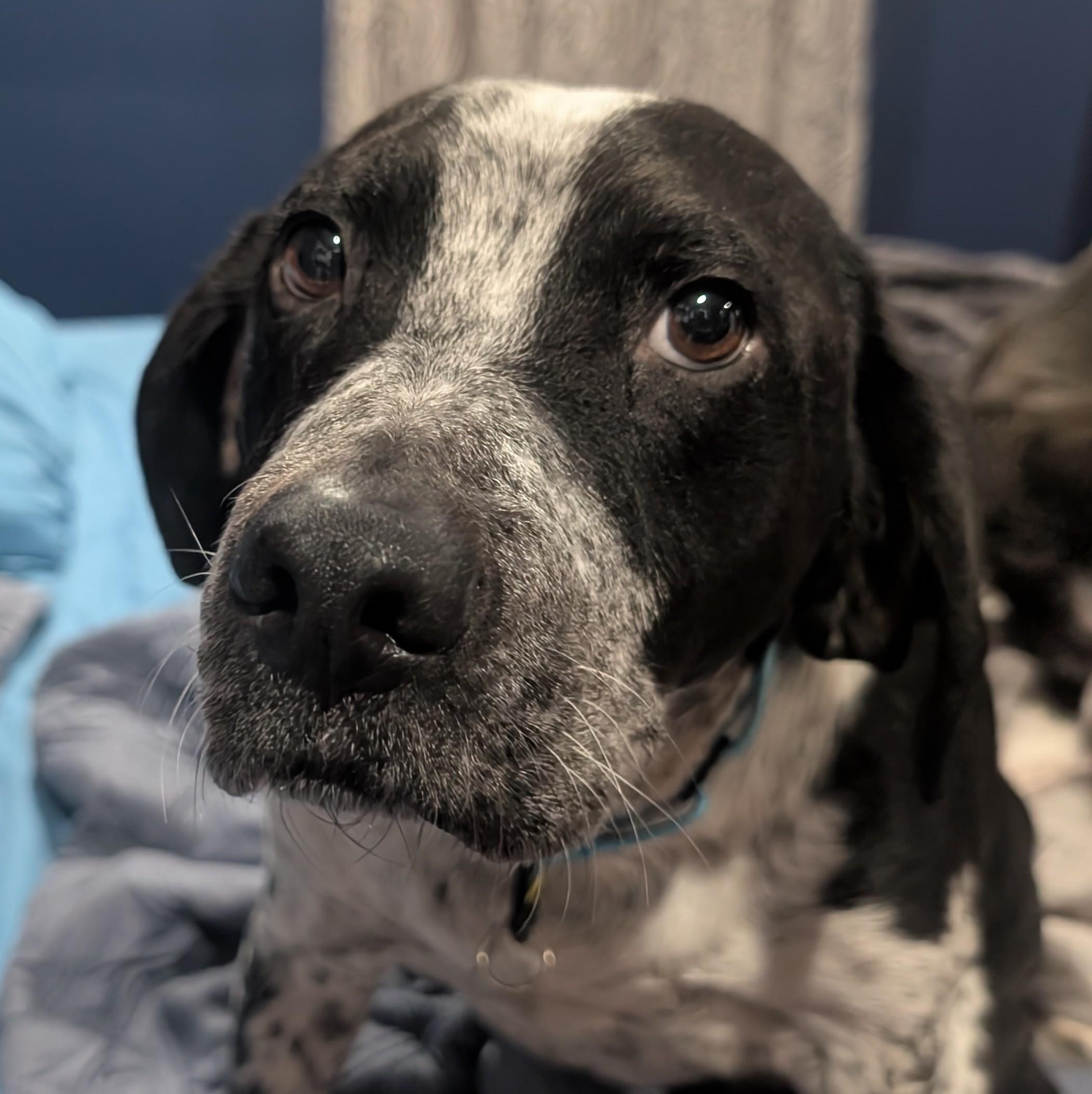 Enlarge Fuzz, a Adoptable mixed breed in Albany, NY image 1/6