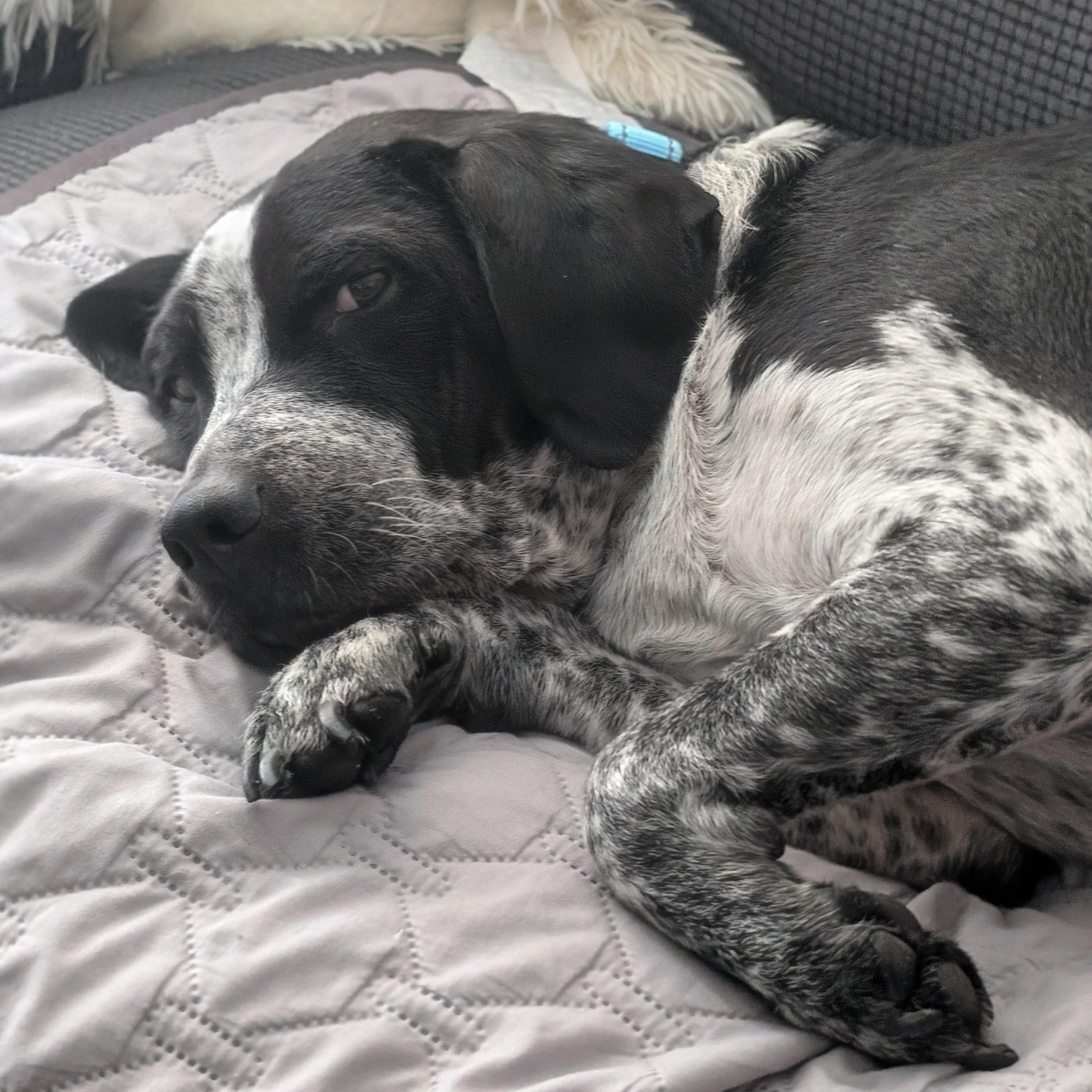 Enlarge Fuzz, a Adoptable mixed breed in Albany, NY image 4/6