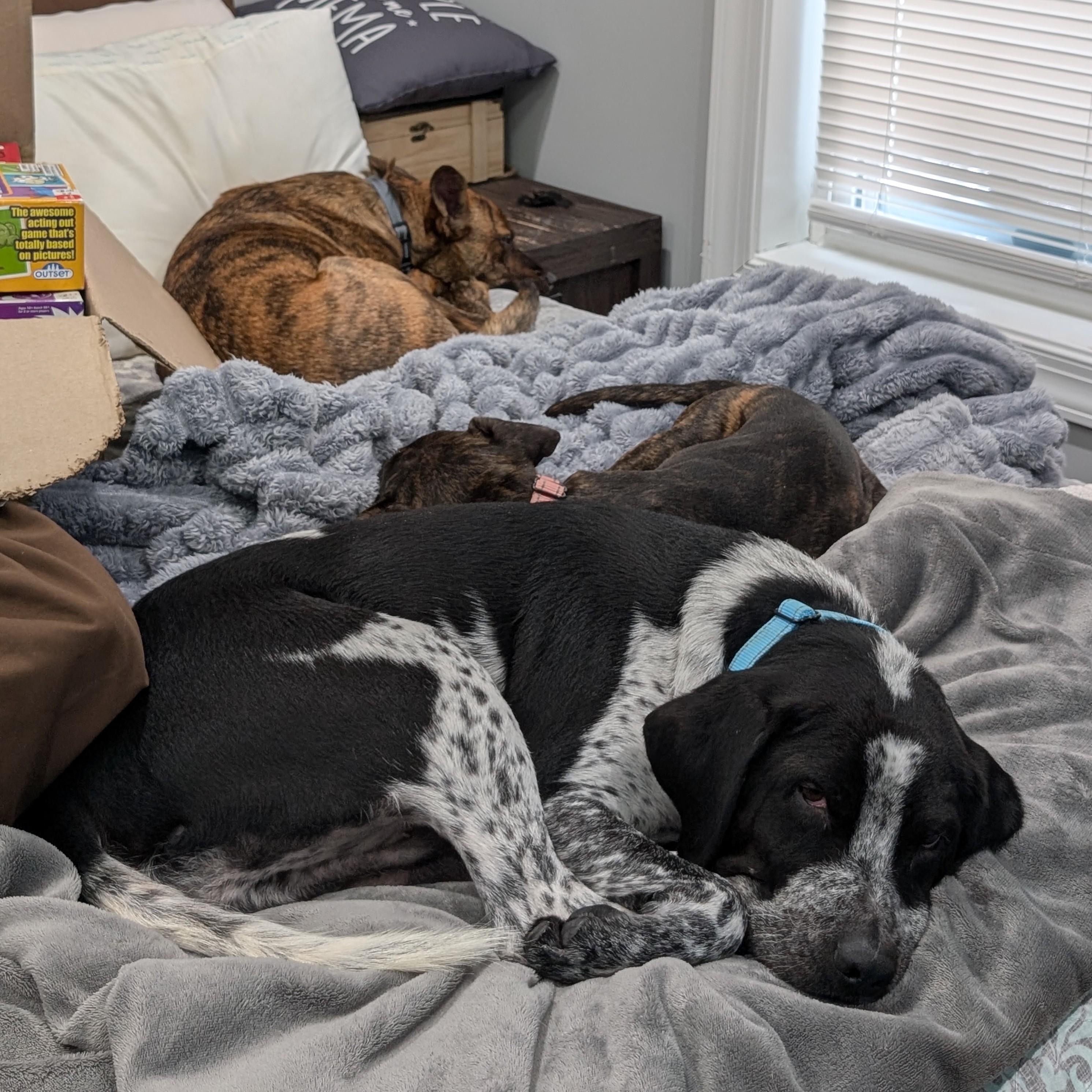 Enlarge Fuzz, a Adoptable mixed breed in Albany, NY image 5/6