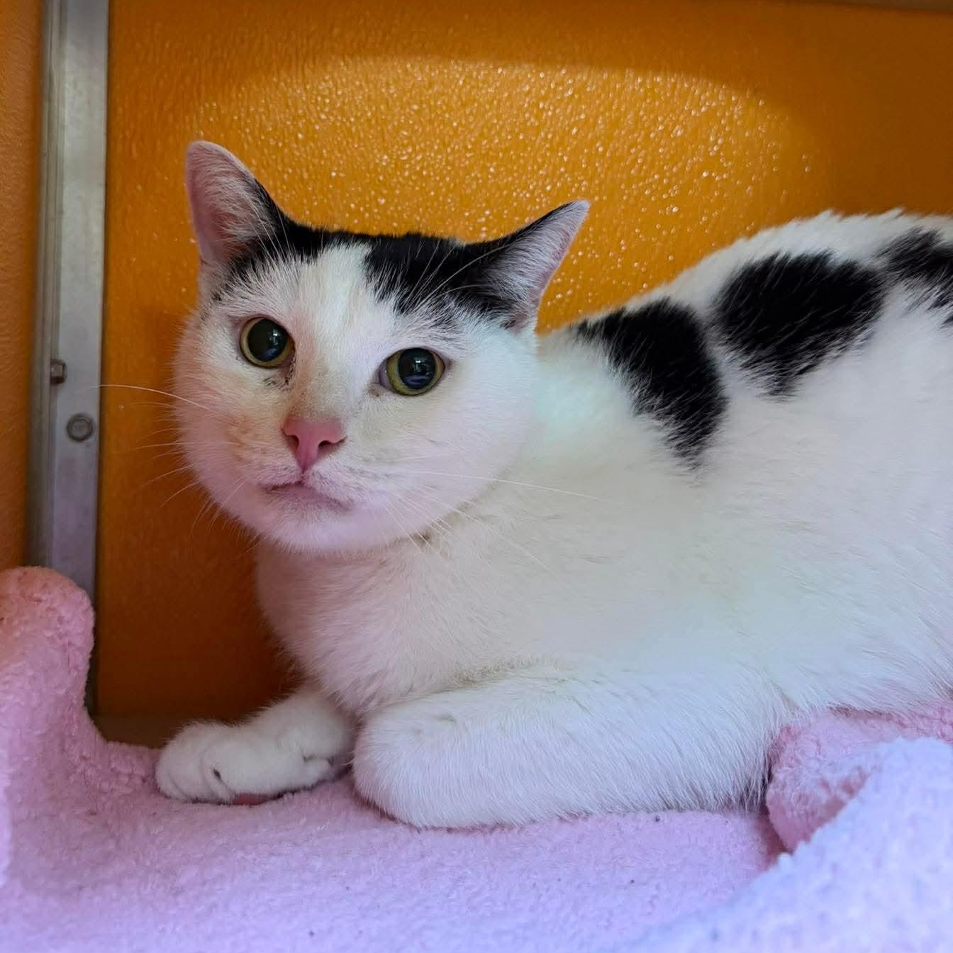 Enlarge Tanji, an adopted Domestic Short Hair in Elyria, OH image 2/2