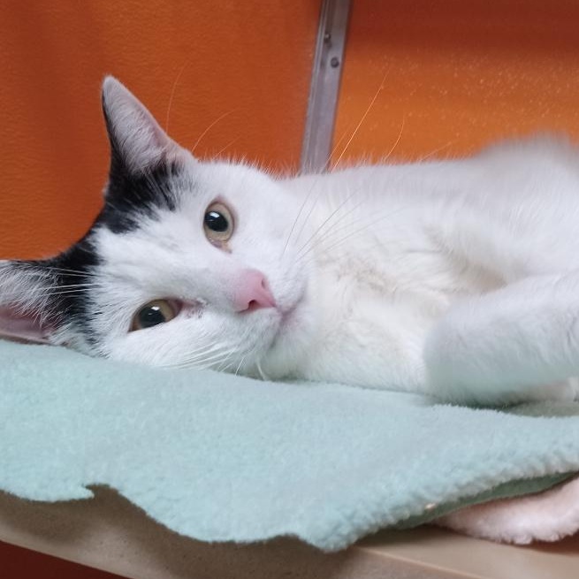 Enlarge Tanji, an adopted Domestic Short Hair in Elyria, OH image 1/2