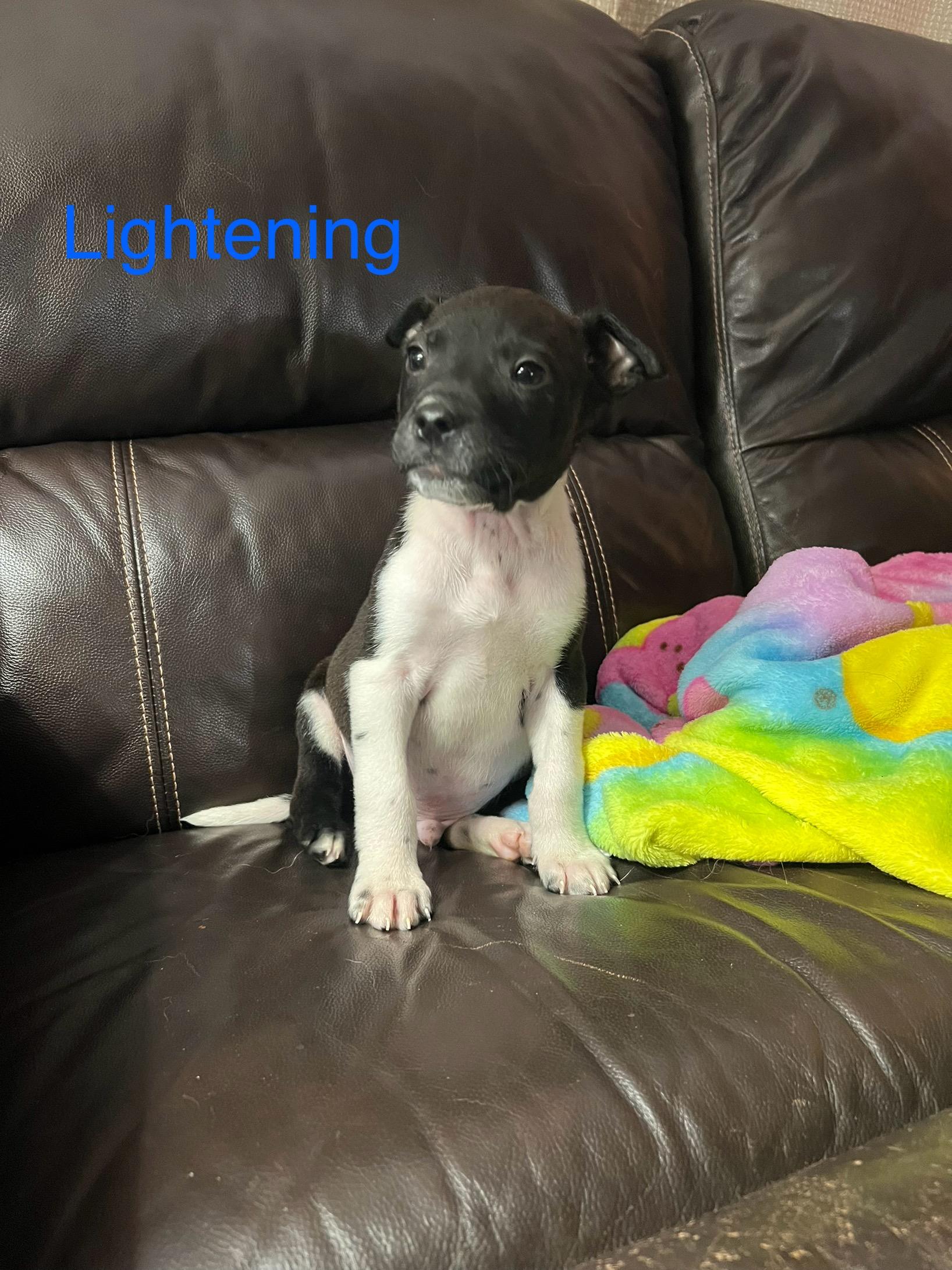 Lightening , ADOPTABLE, Puppy Male Australian Cattle Dog / Blue Heeler & Labrador Retriever.