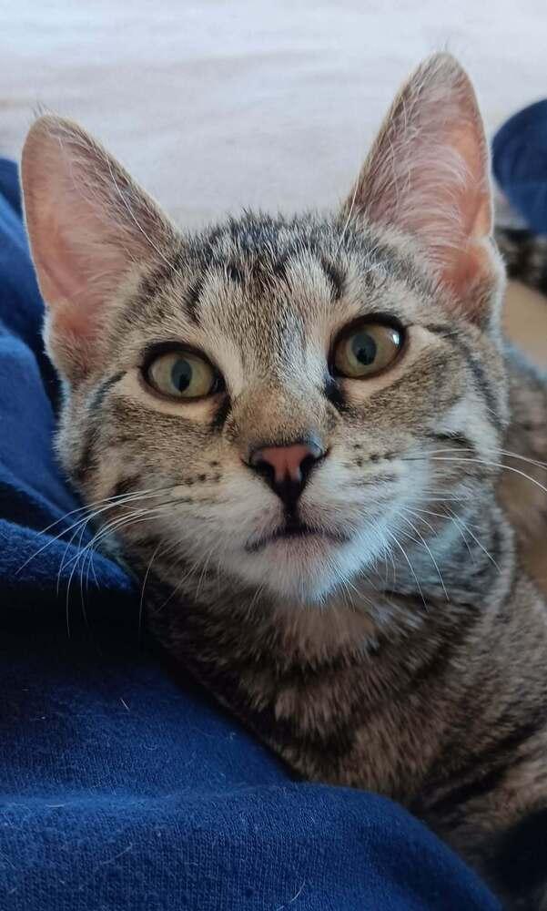 Cannoli, Adopted, Kitten Female Domestic Short Hair.