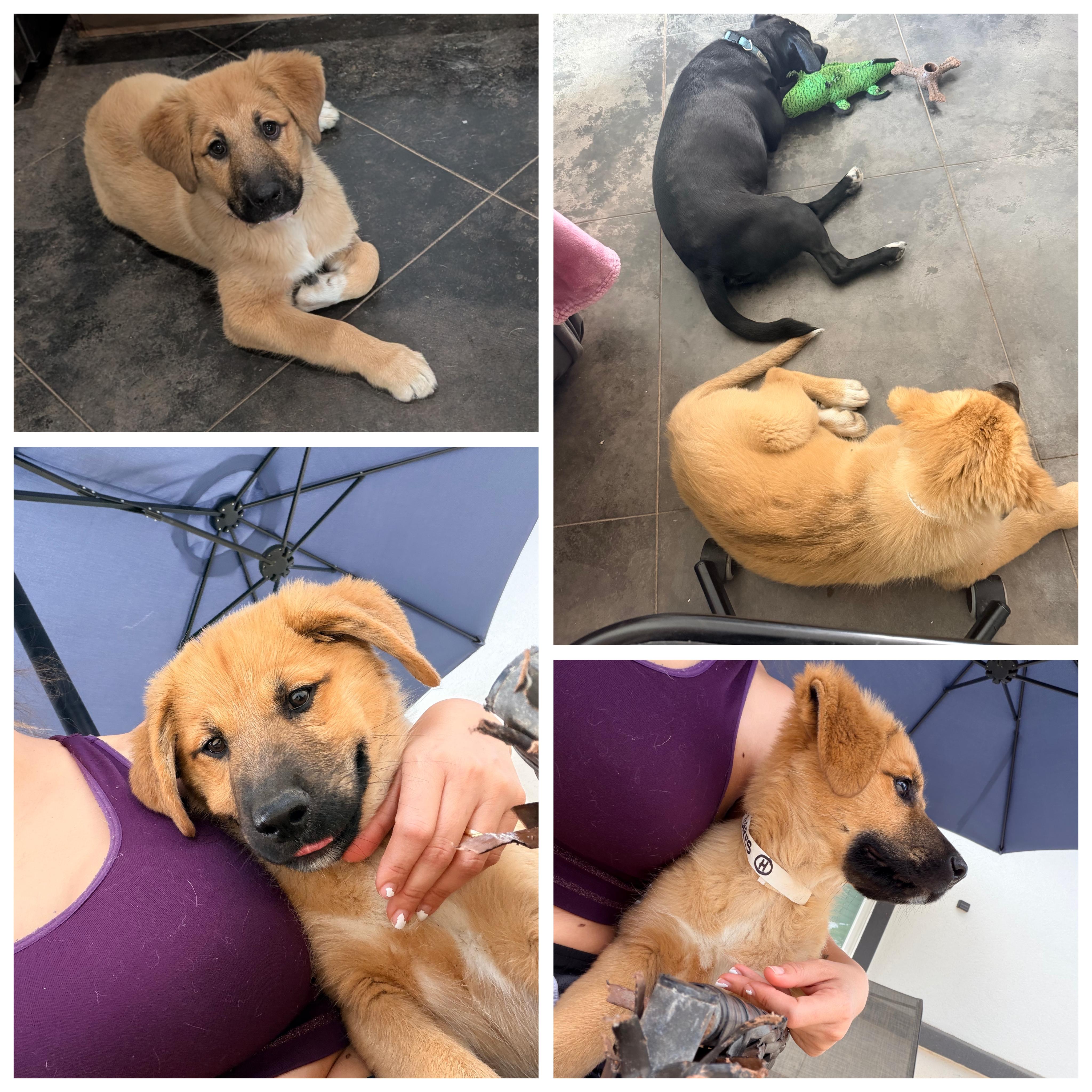 Enlarge Bombon, an adopted mixed breed in Cincinnati, OH image 2/6