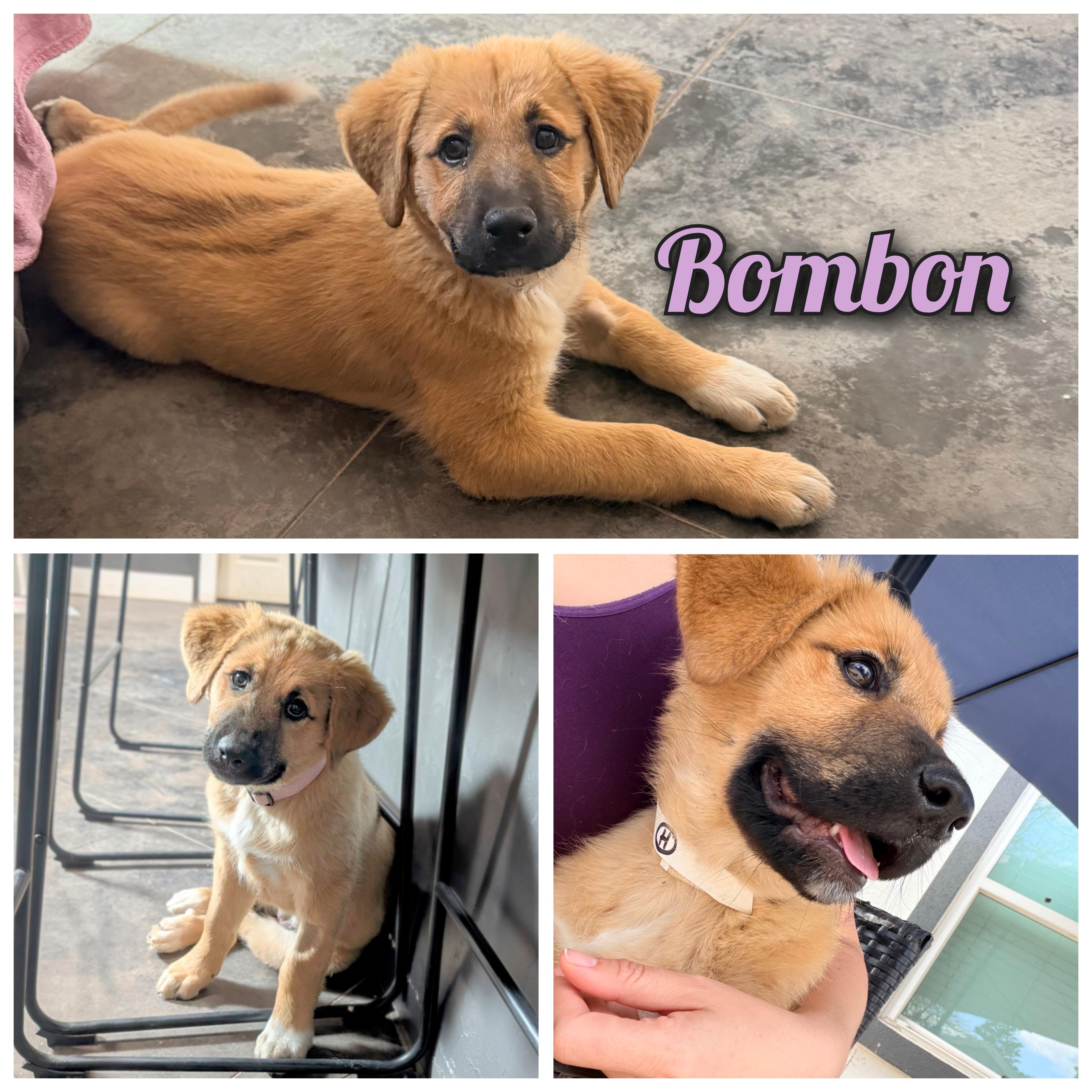 Enlarge Bombon, an adopted mixed breed in Cincinnati, OH image 1/6