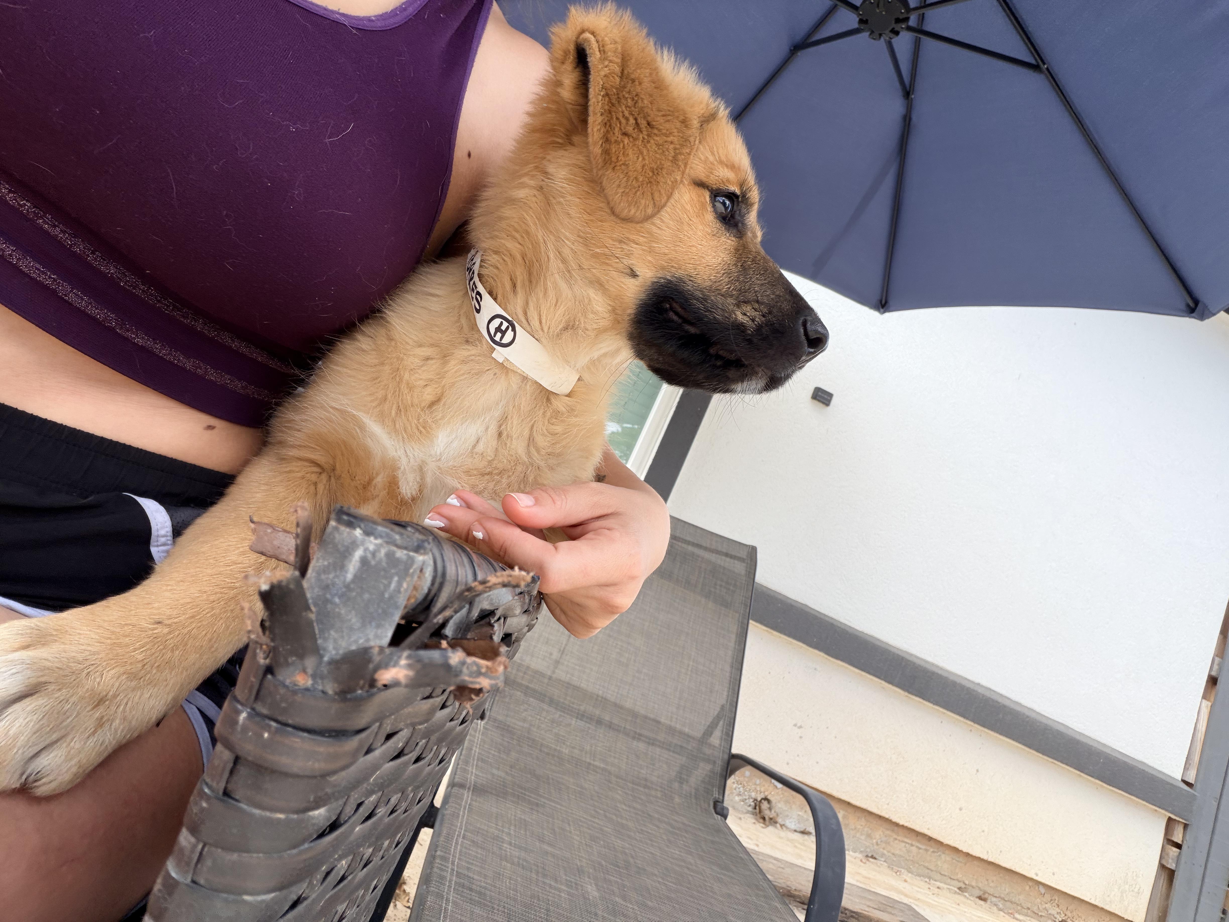 Enlarge Bombon, an adopted mixed breed in Cincinnati, OH image 3/6