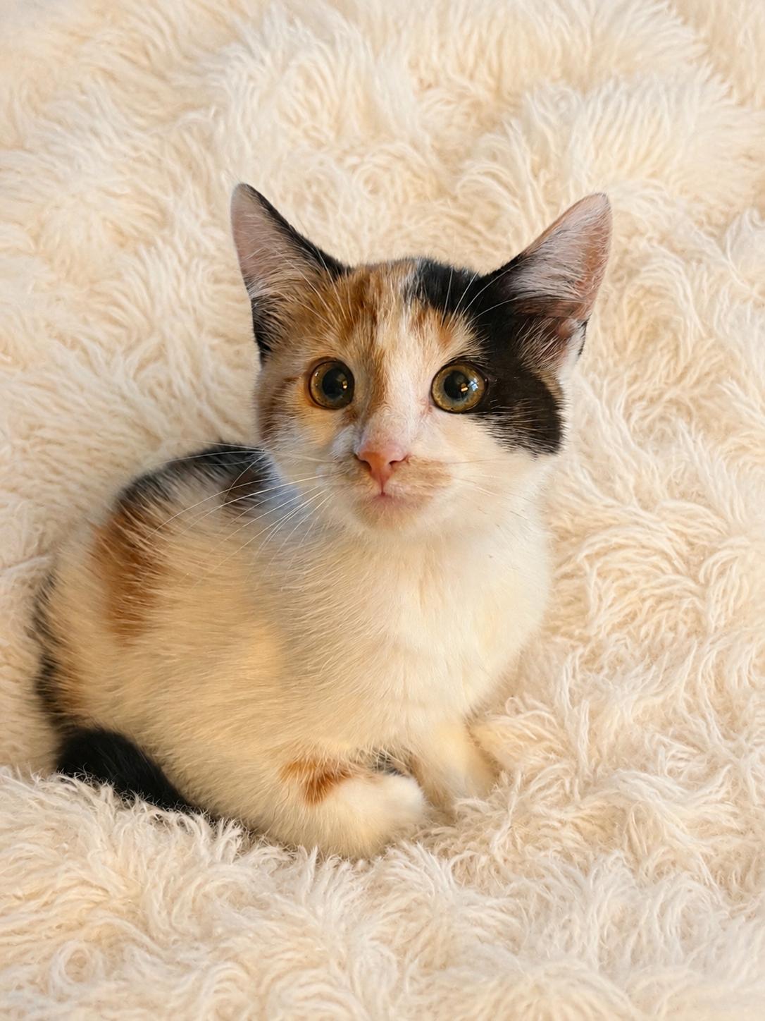 Peach, Adoptable, Kitten Female Domestic Short Hair.