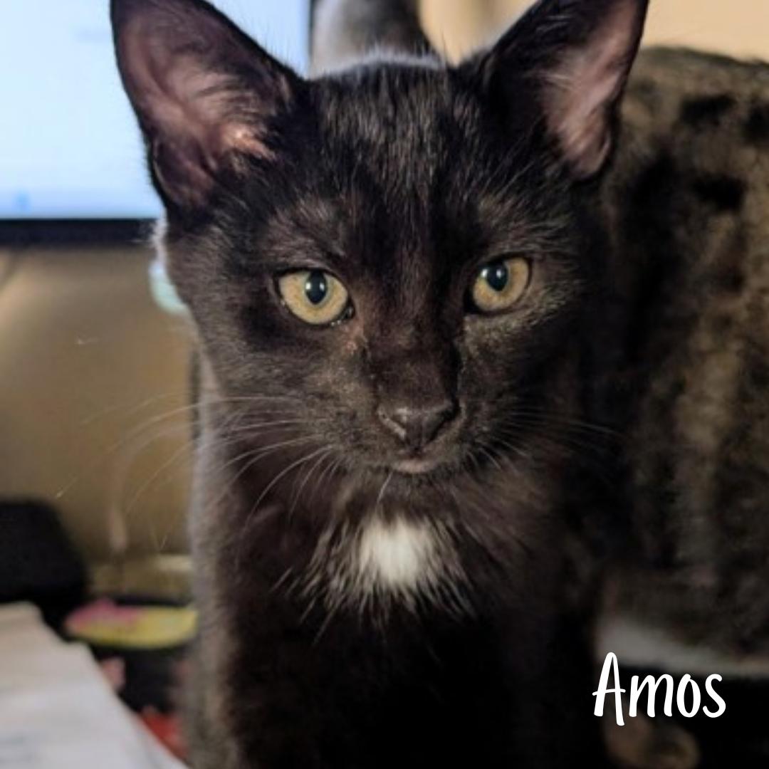 Amos, ADOPTABLE, Young Male Domestic Short Hair.