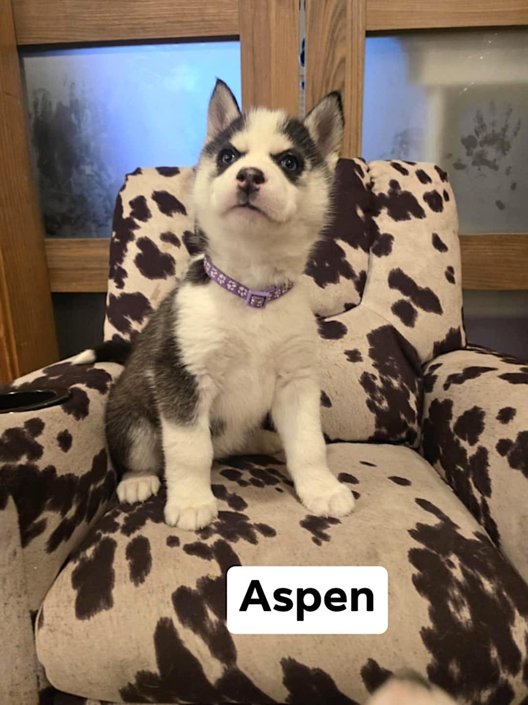 Aspen, a ADOPTABLE Husky in Hopedale, MA image 5/5