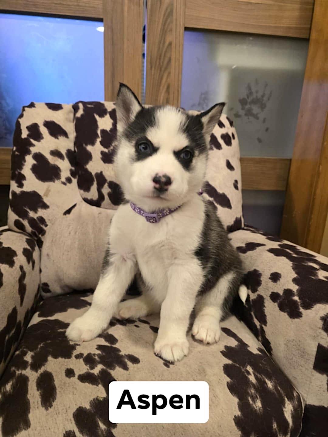 Aspen, a ADOPTABLE Husky in Hopedale, MA image 2/5