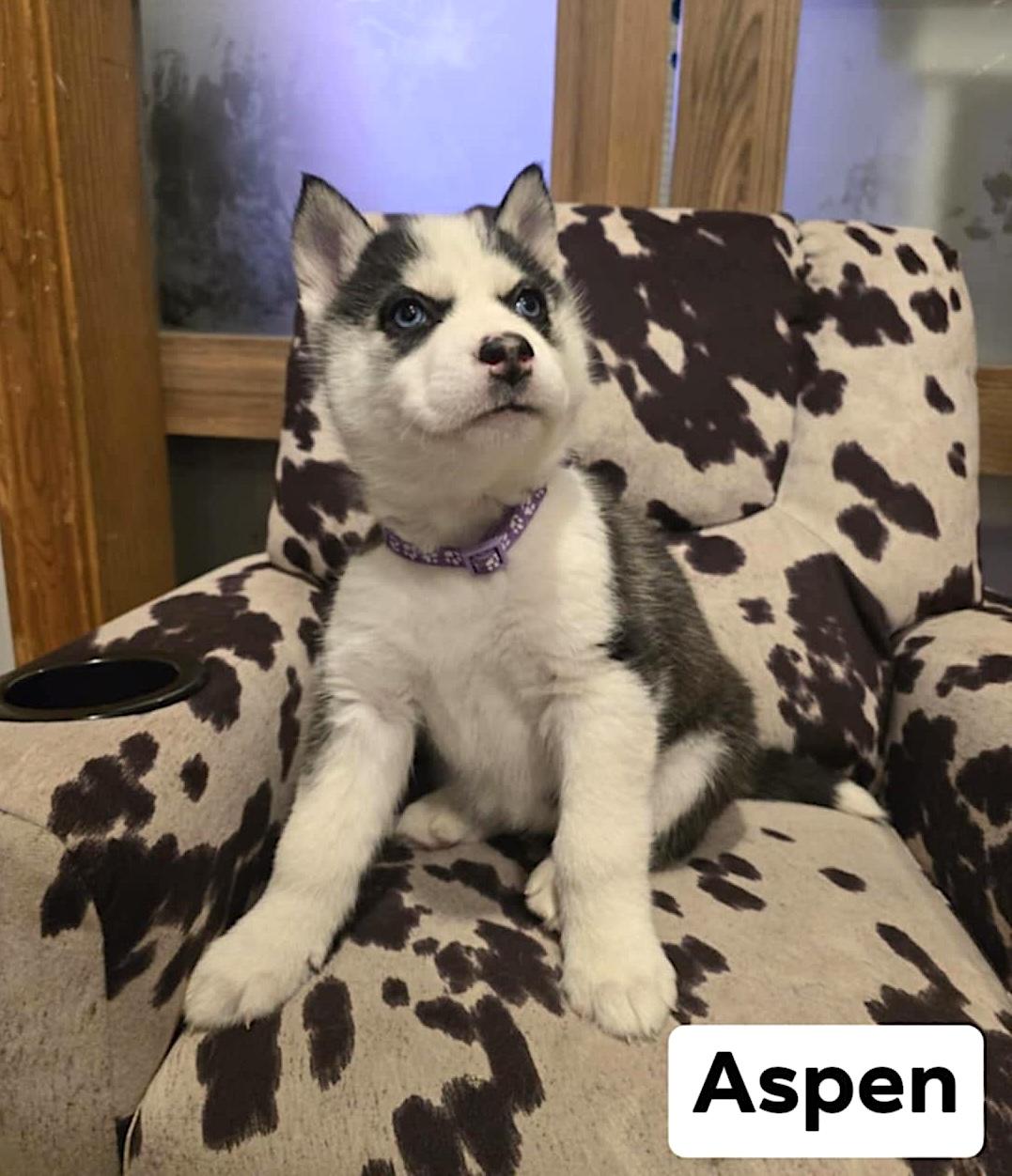 Aspen, a ADOPTABLE Husky in Hopedale, MA image 4/5