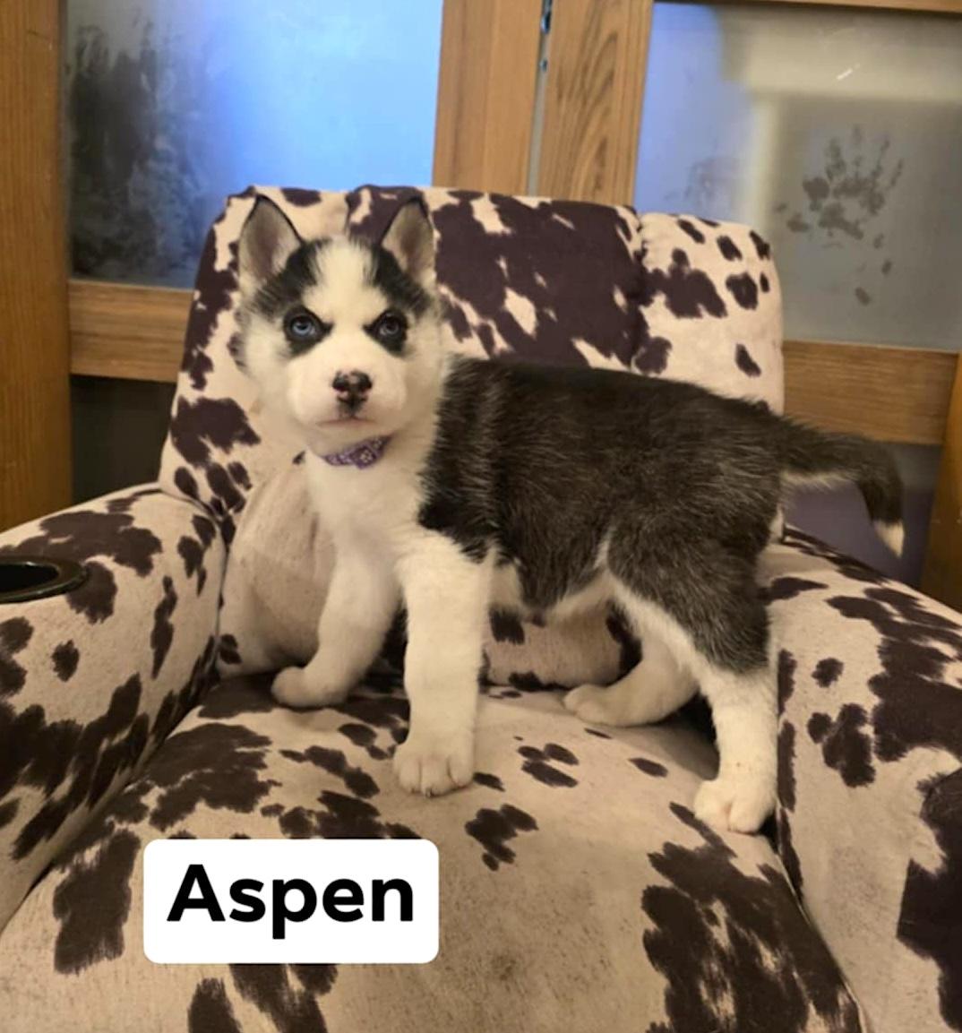 Aspen, a ADOPTABLE Husky in Hopedale, MA image 3/5