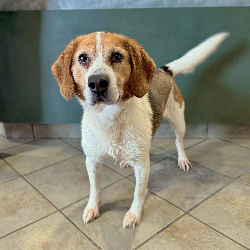 Bandit, Adoptable, Adult Male Beagle.