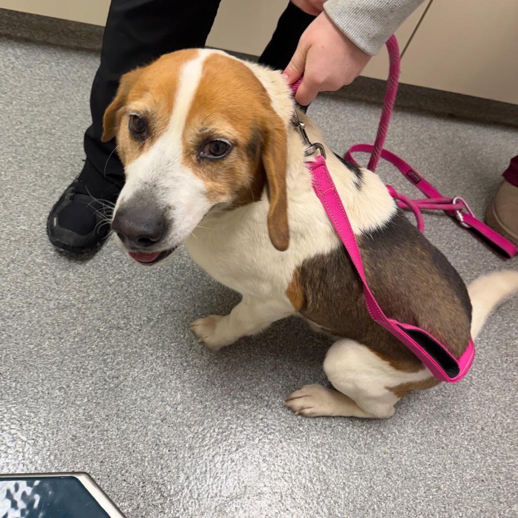 Bandit, Adoptable, Adult Male Beagle.