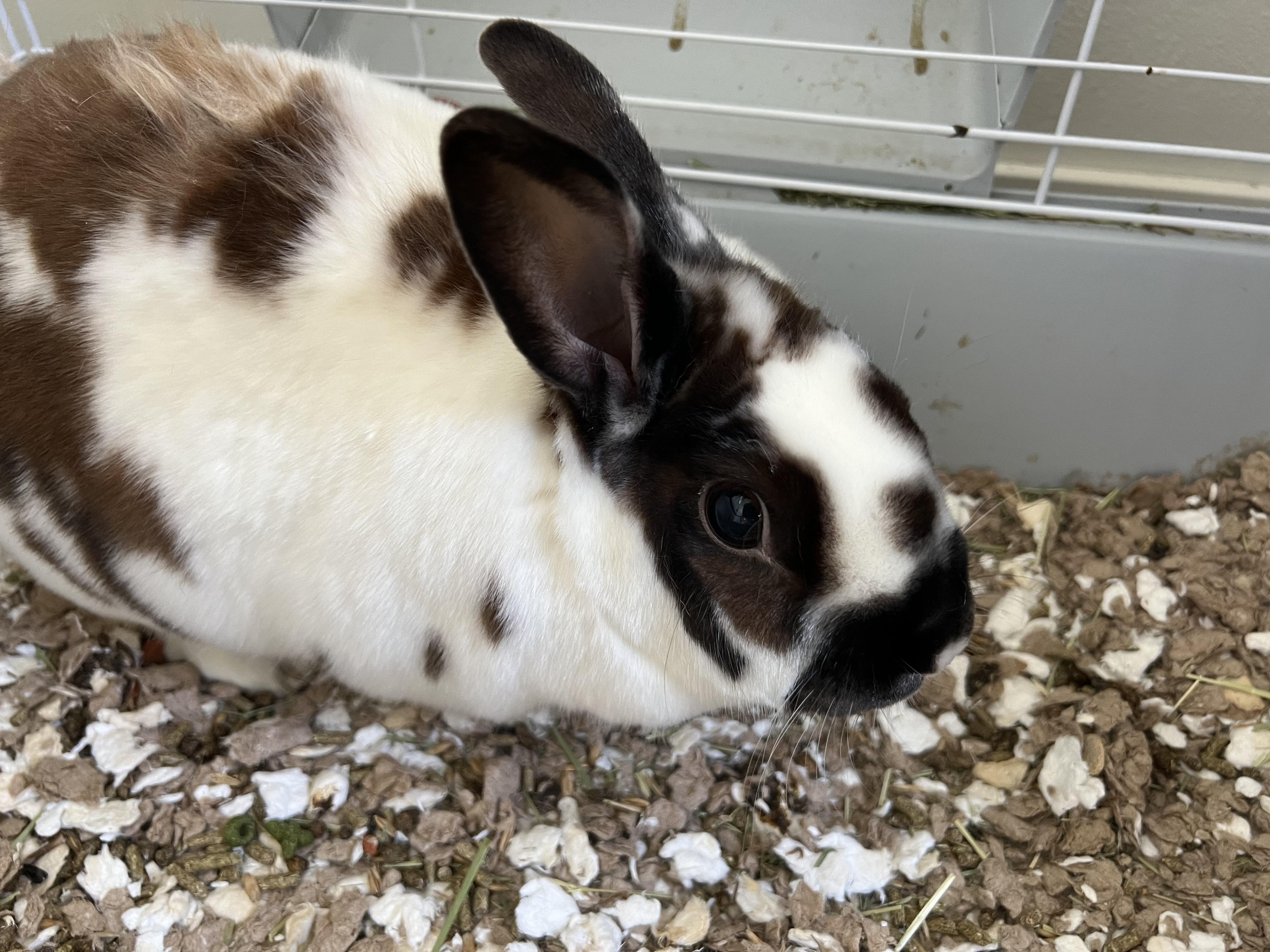 Enlarge Acorn, a Adoptable American in Gig Harbor, WA image 1/4