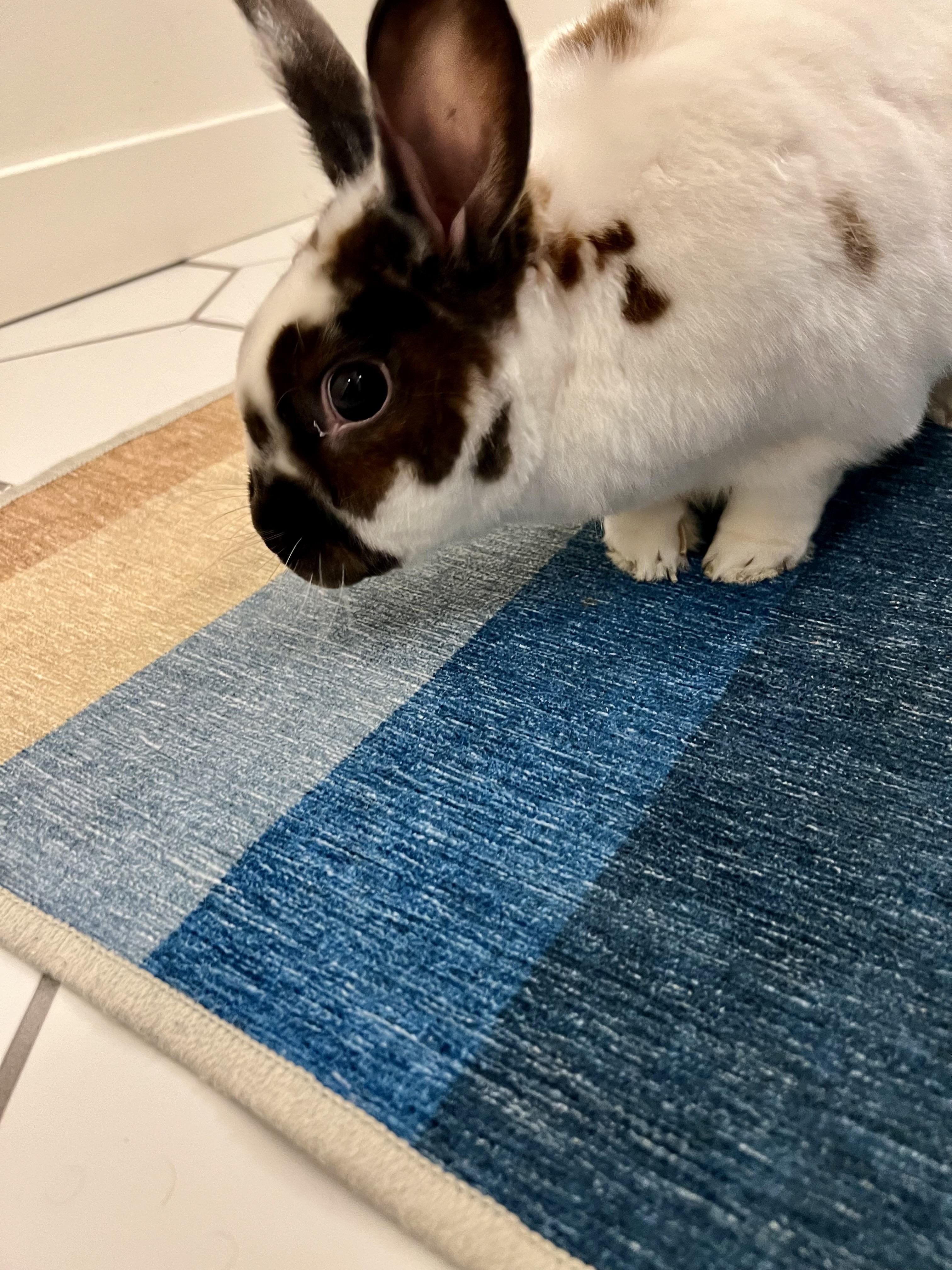 Enlarge Acorn, a Adoptable American in Gig Harbor, WA image 2/4