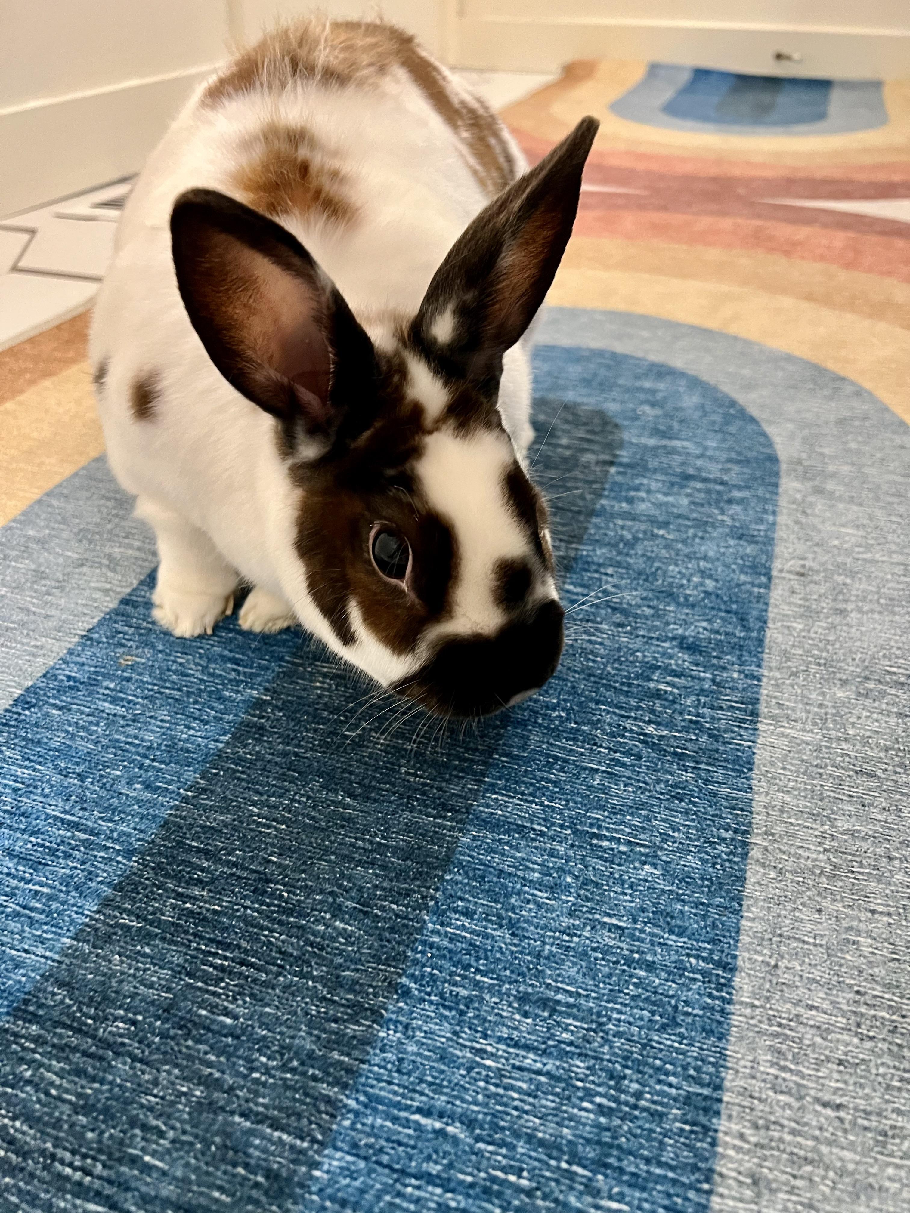 Enlarge Acorn, a Adoptable American in Gig Harbor, WA image 3/4