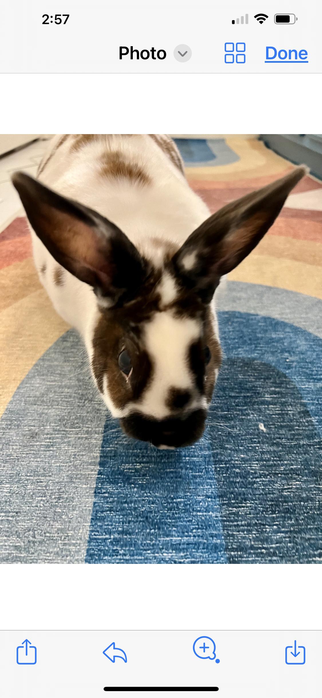 Enlarge Acorn, a Adoptable American in Gig Harbor, WA image 4/4