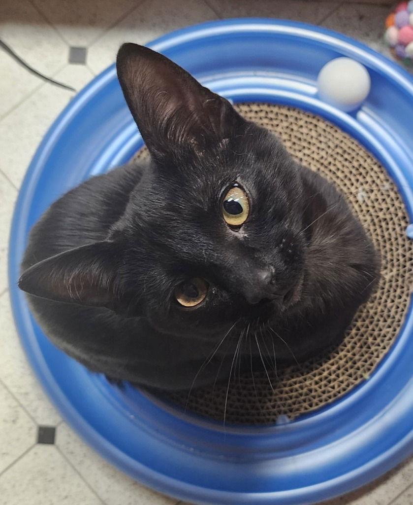 Enlarge 26-01 Spooky, a Adoptable Domestic Long Hair in St. Helens, OR image 1/1