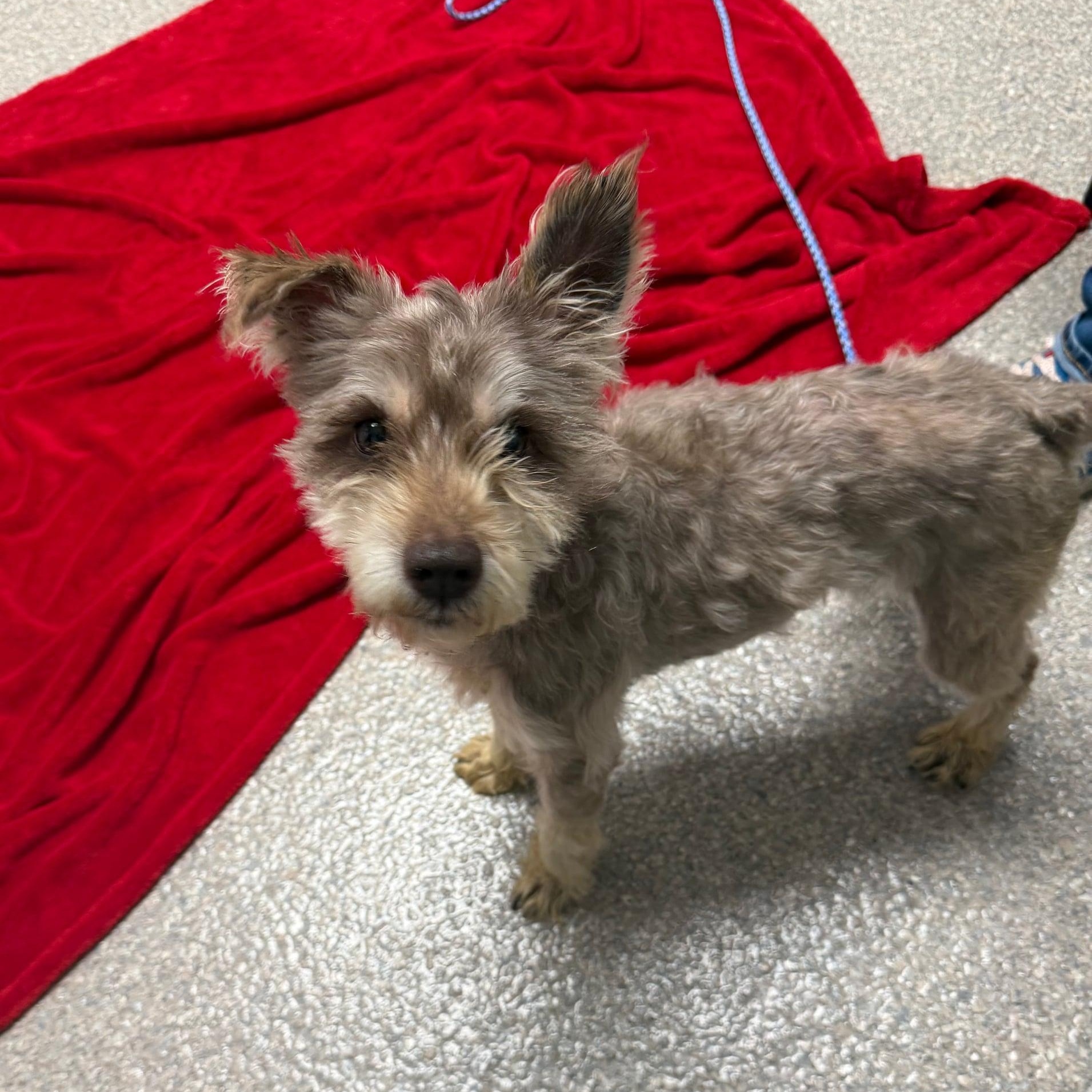 Smokey, adopted, Adult Male Miniature Schnauzer.