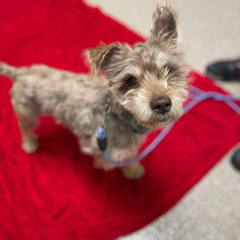 Enlarge Smokey, an adopted Miniature Schnauzer in Homer Glen, IL image 2/2