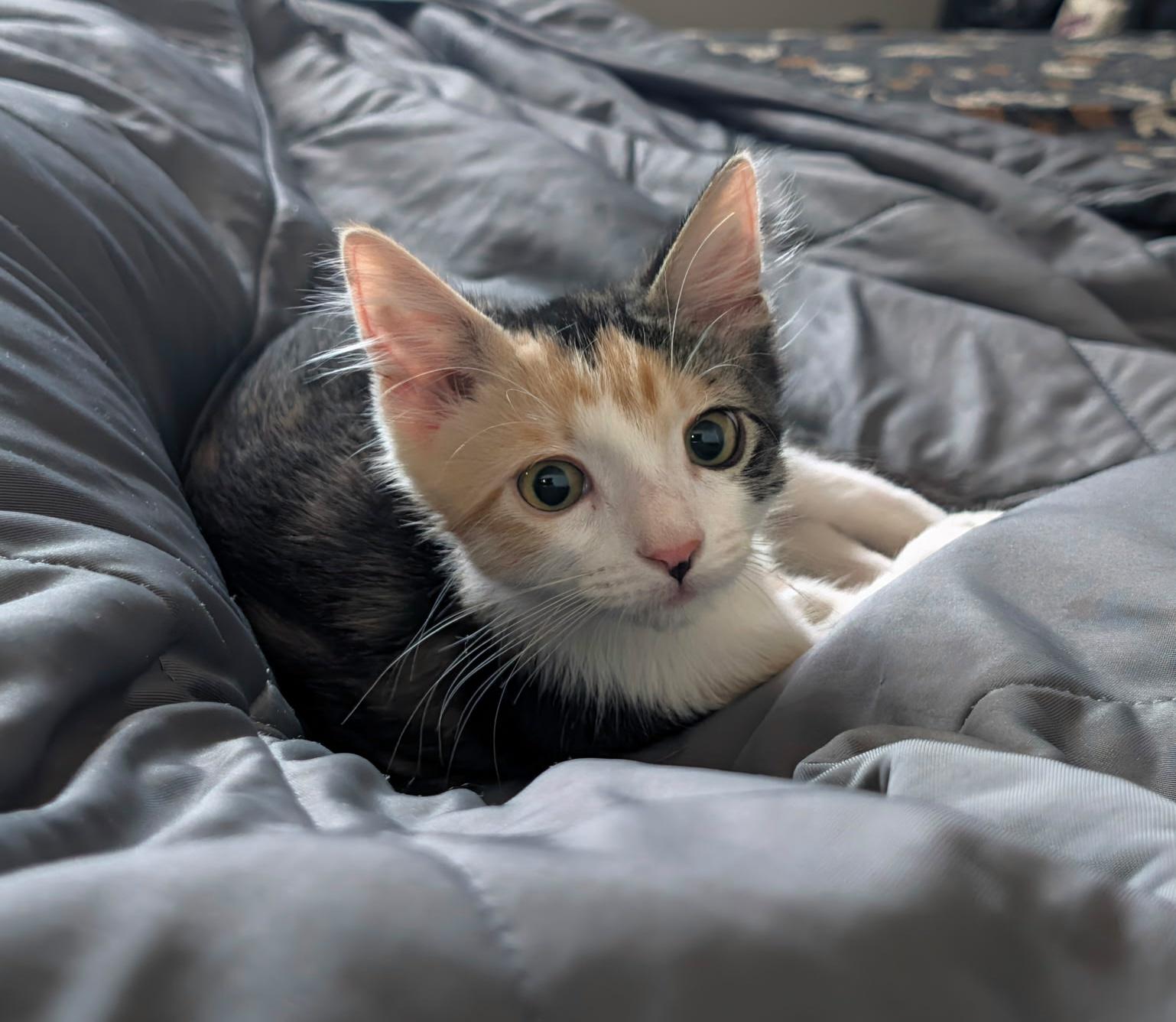 Lionessa, Adoptable, Kitten Female Calico.
