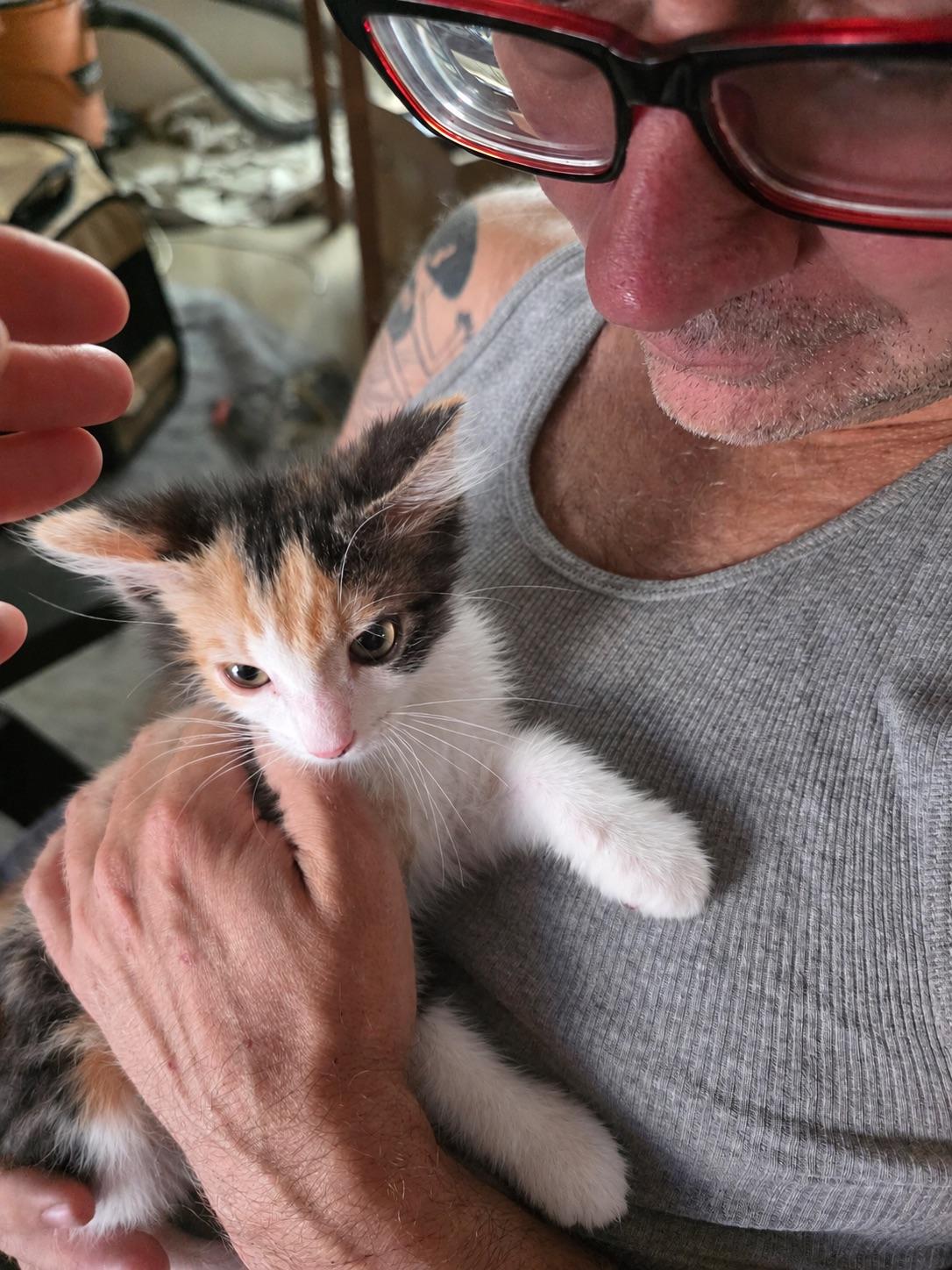 Enlarge Lionessa, a Adoptable Calico in Laguna Beach, CA image 5/5