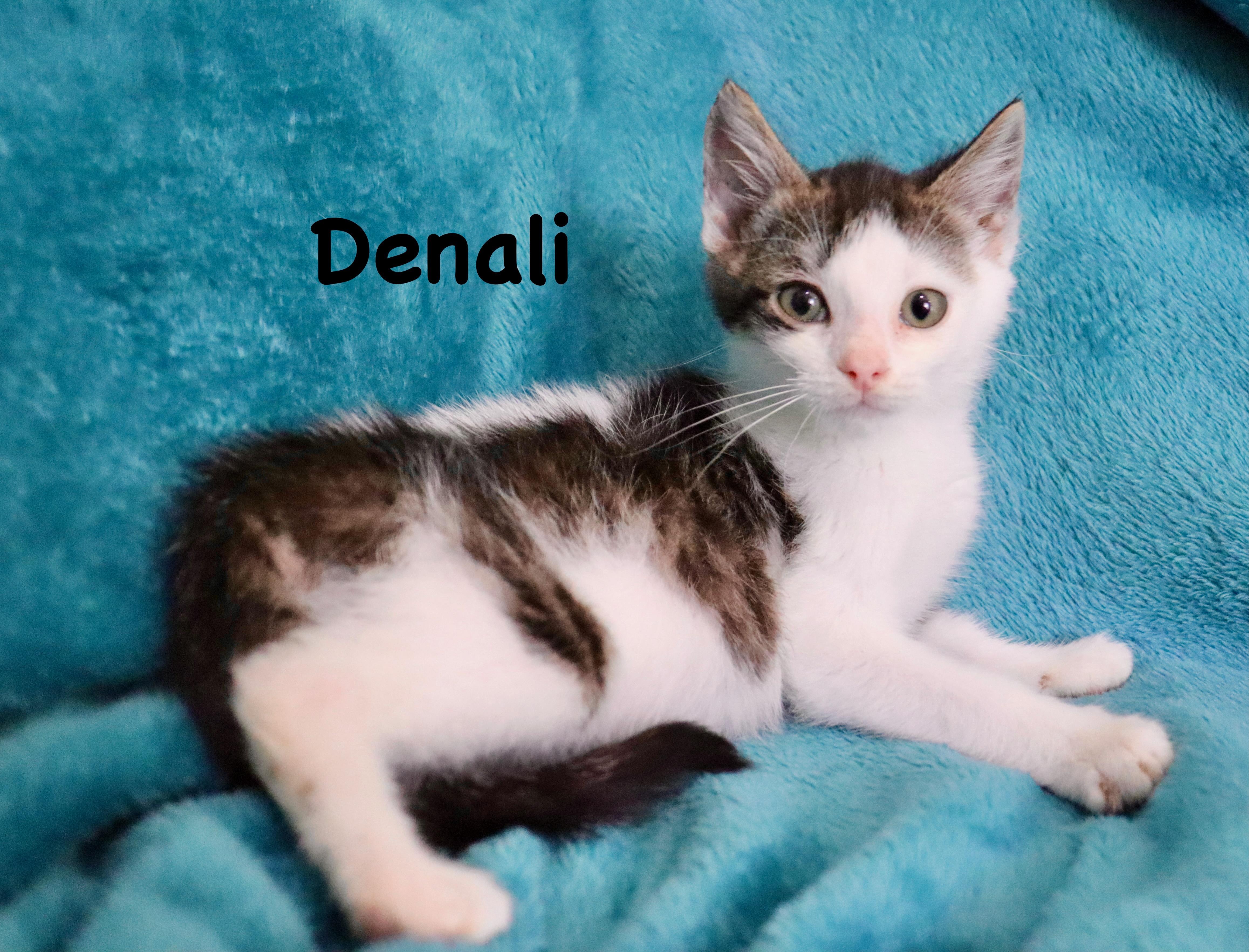 Denali, Adoptable, Kitten Male Turkish Van.