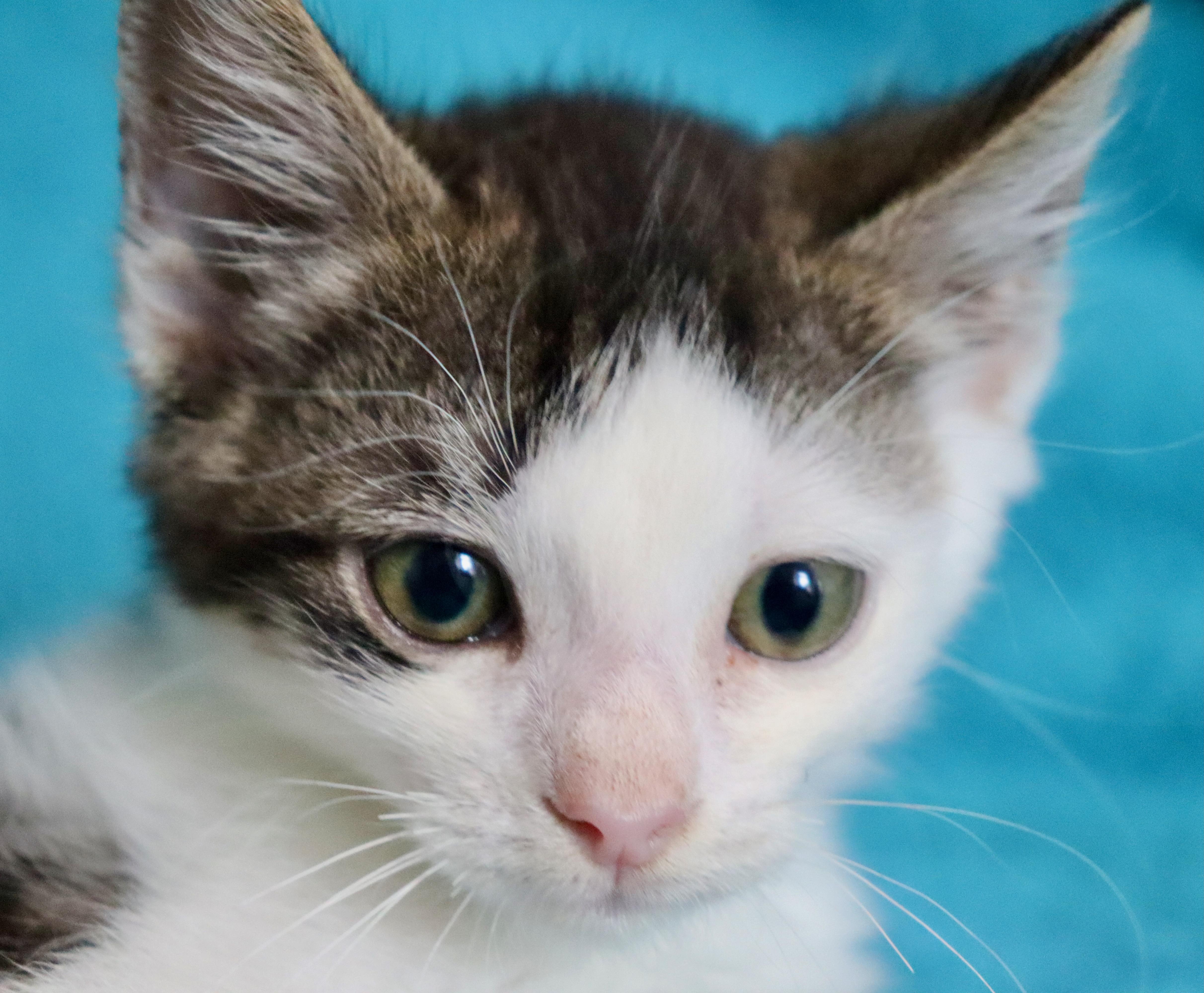 Enlarge Denali, a Adoptable mixed breed in Saint Augustine, FL image 4/5